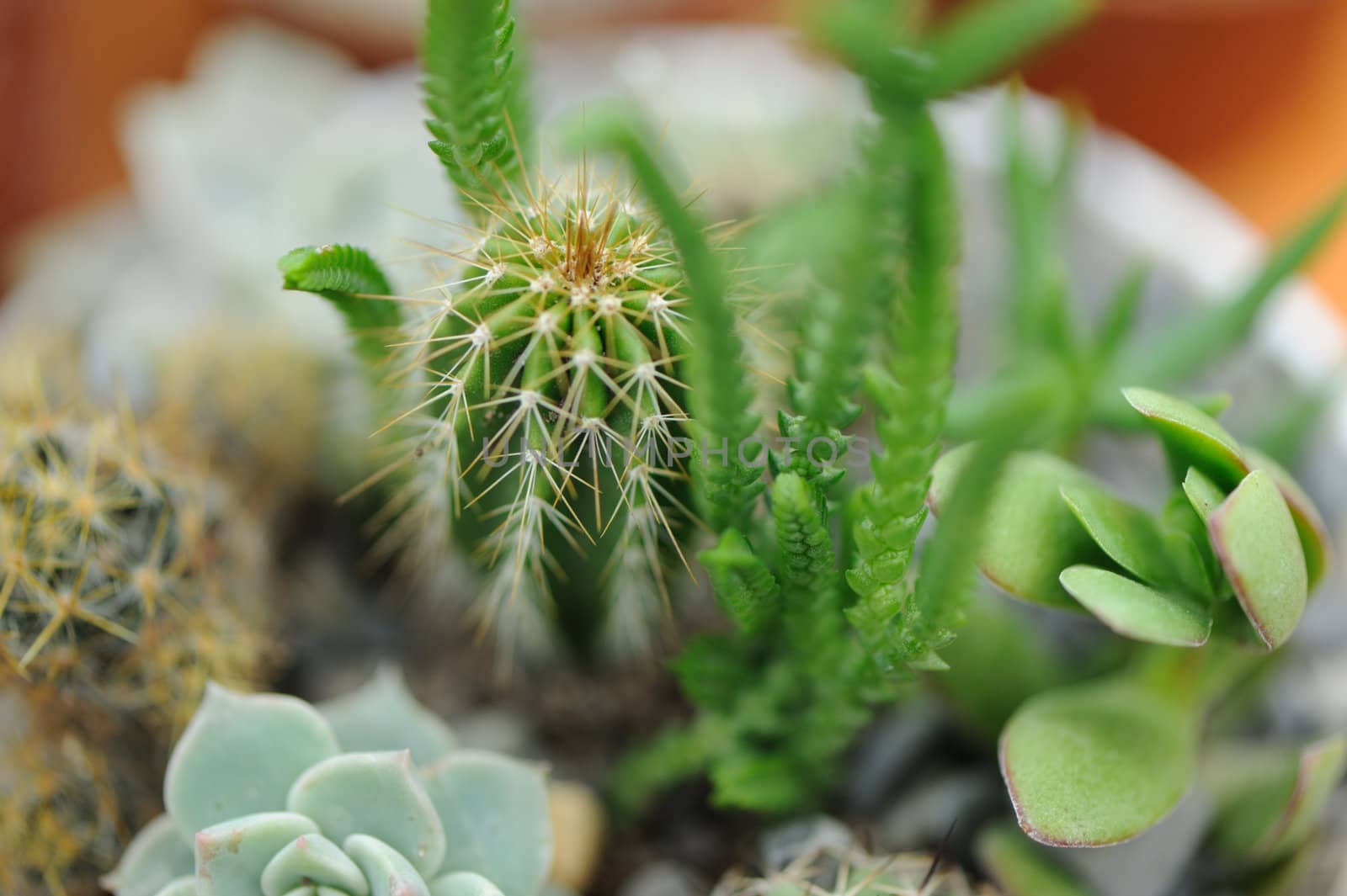 Cactus. Type of spiny succulent plant