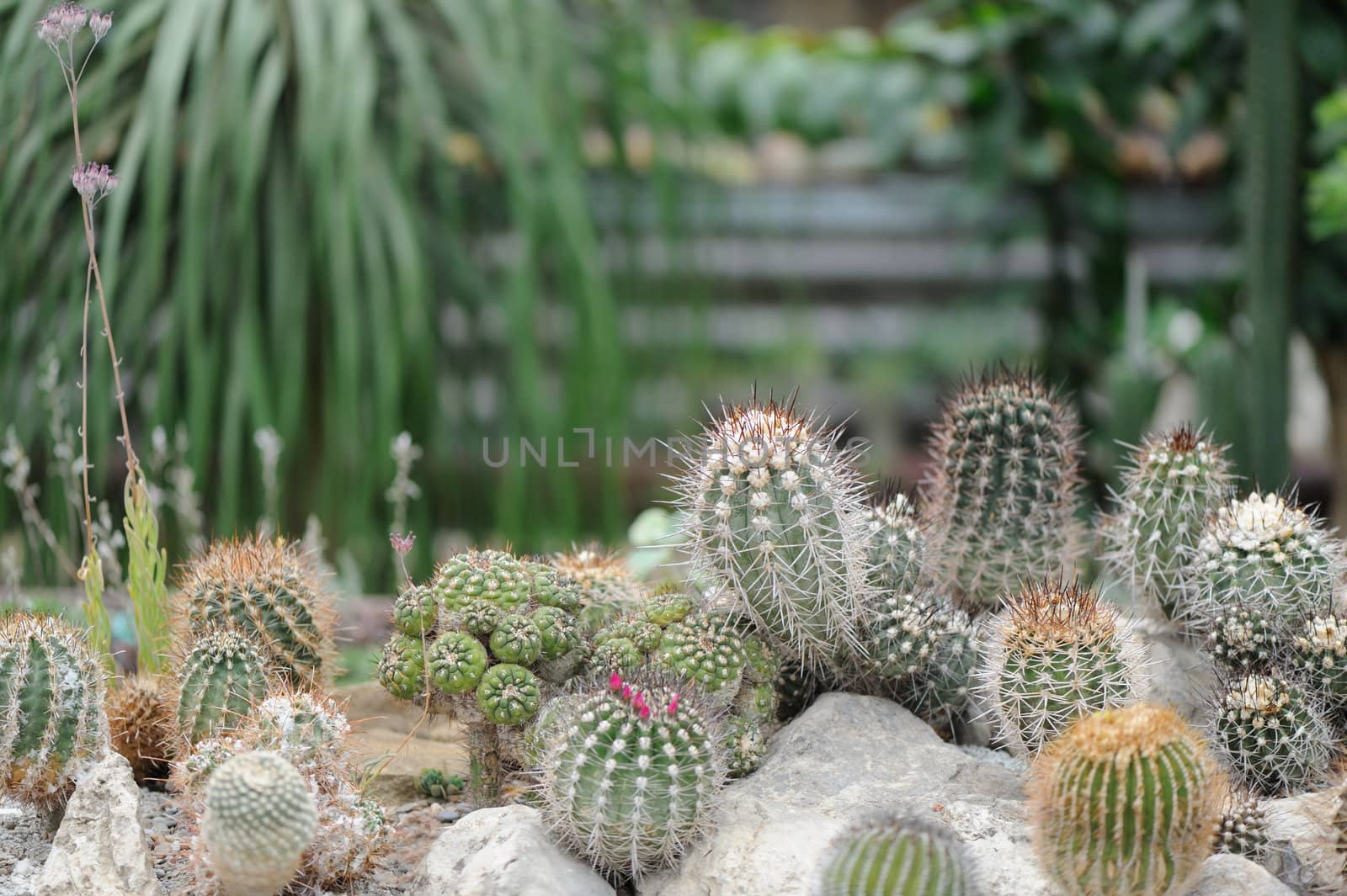 blossoming cactus. type of spiny succulent plant