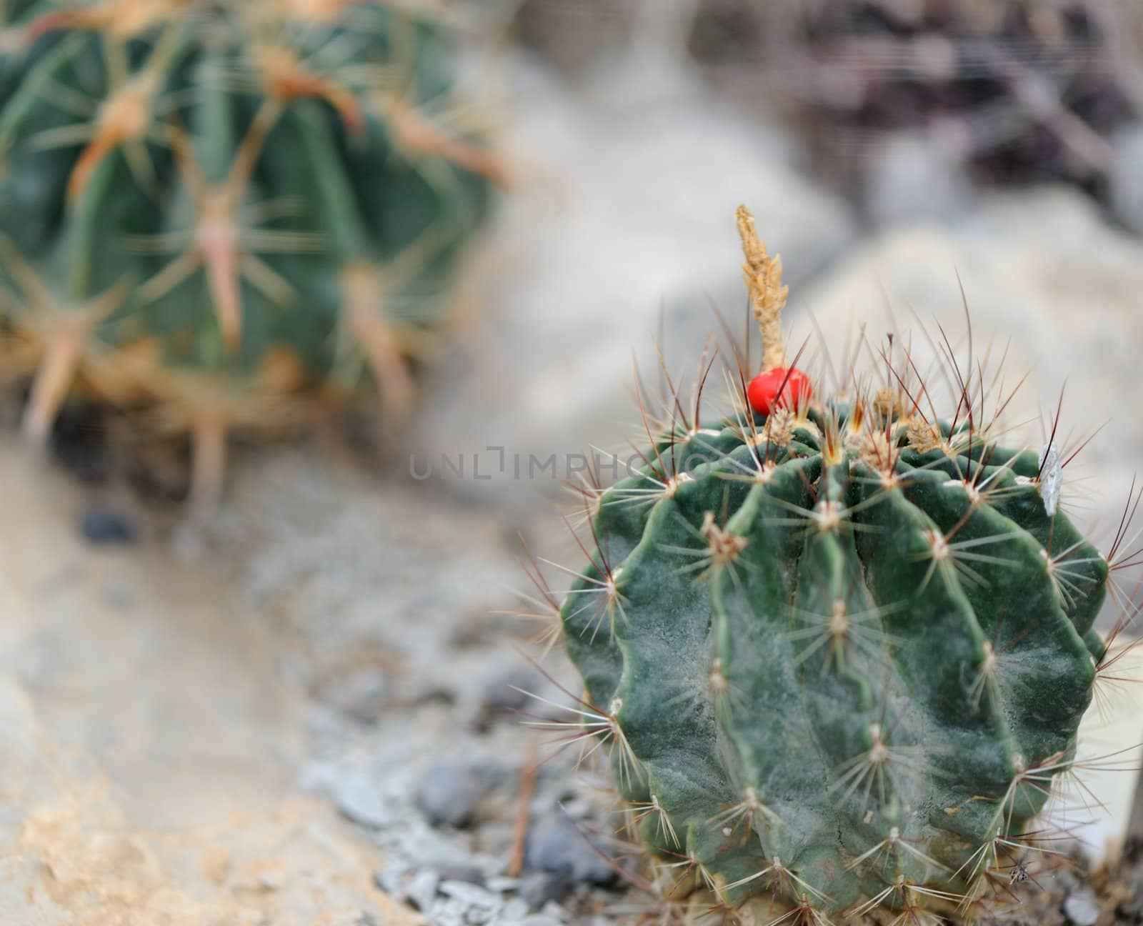 blossoming cactus. type of spiny succulent plant