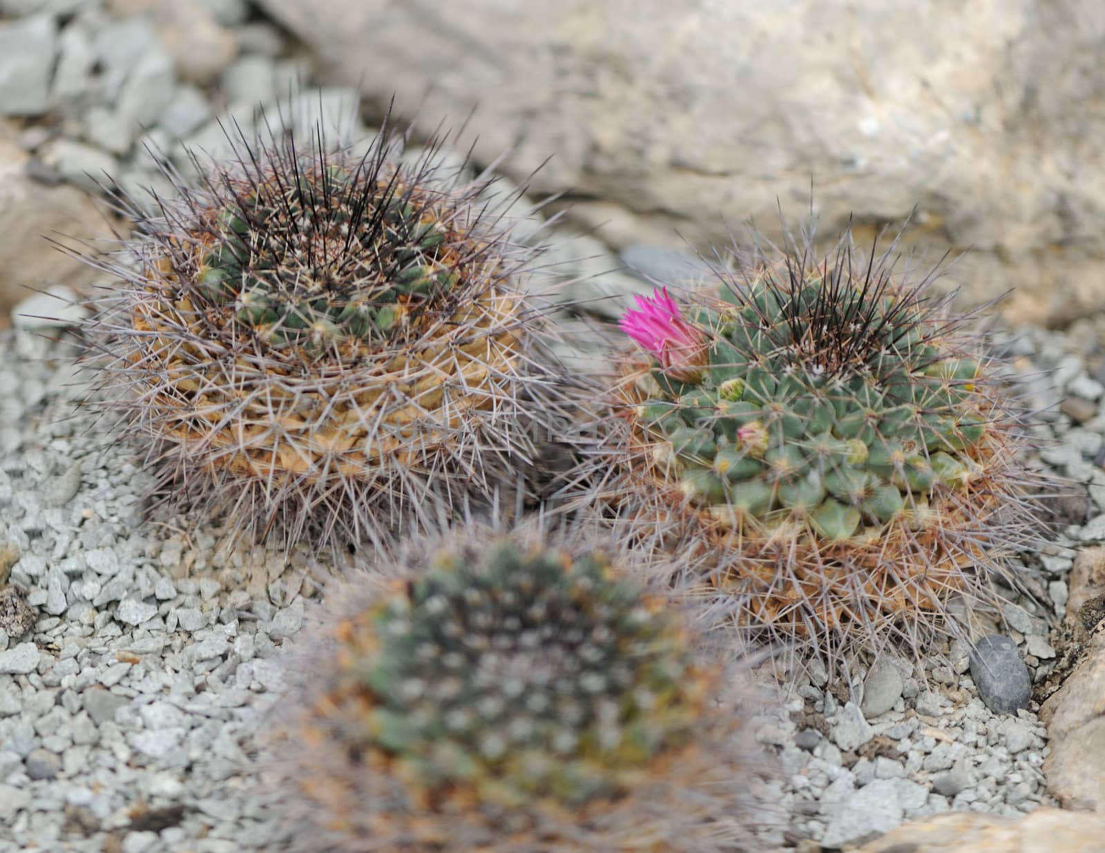 blossoming cactus. type of spiny succulent plant