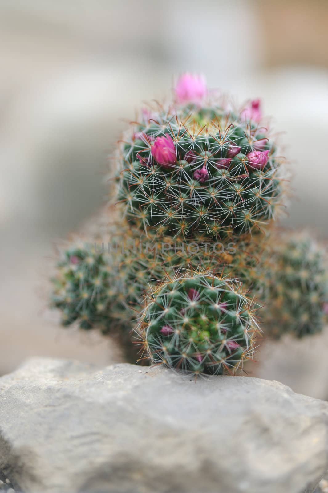 blossoming cactus. type of spiny succulent plant