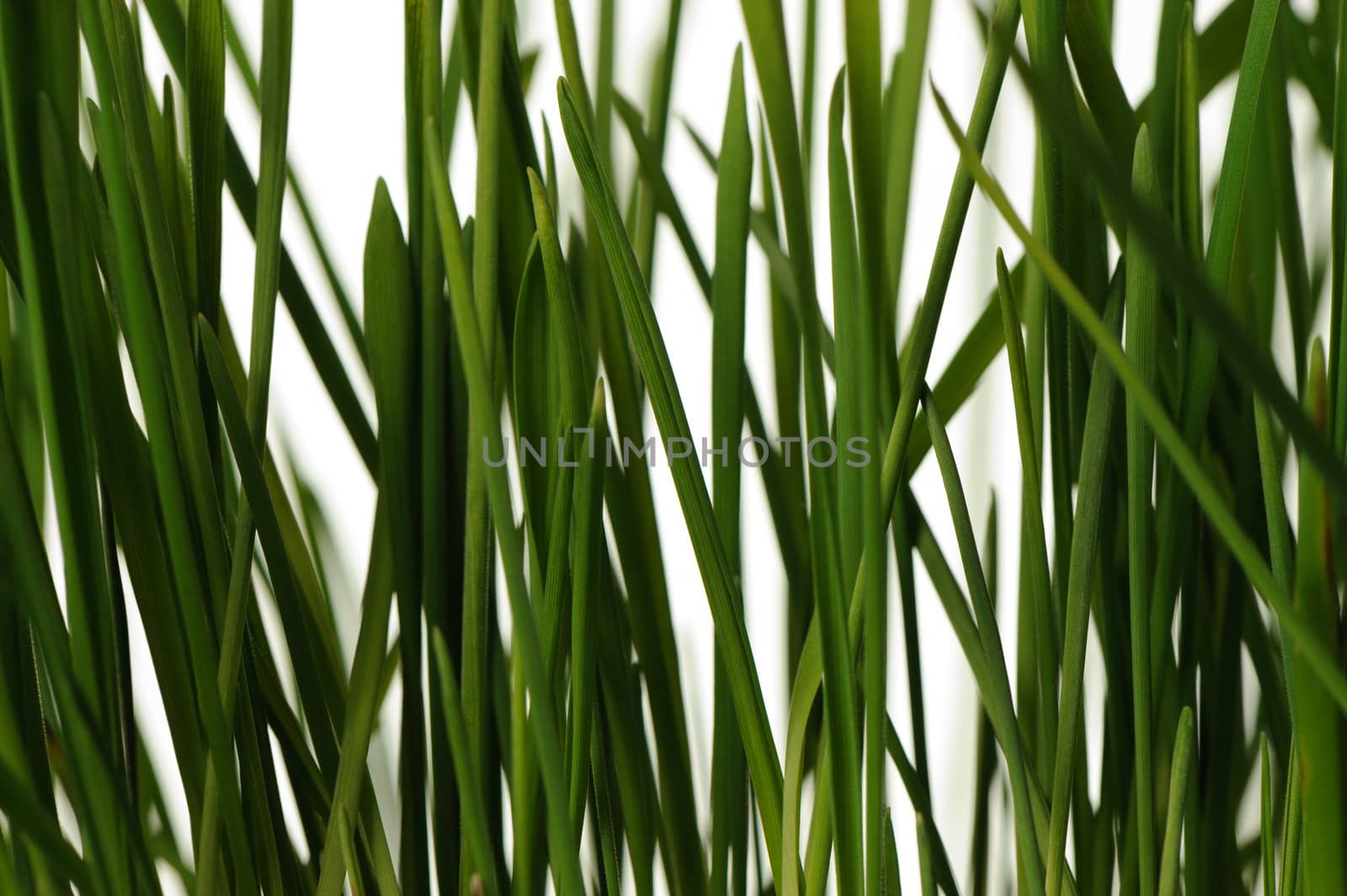 The grass is isolated. Fresh green vegetation isolated on a white background