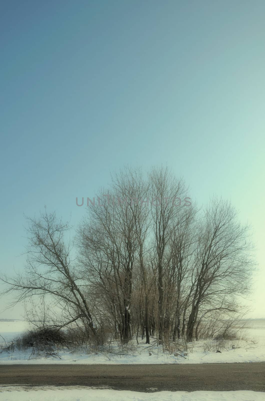 Dry tree old photo effect . A winter tree on a background of the blue sky