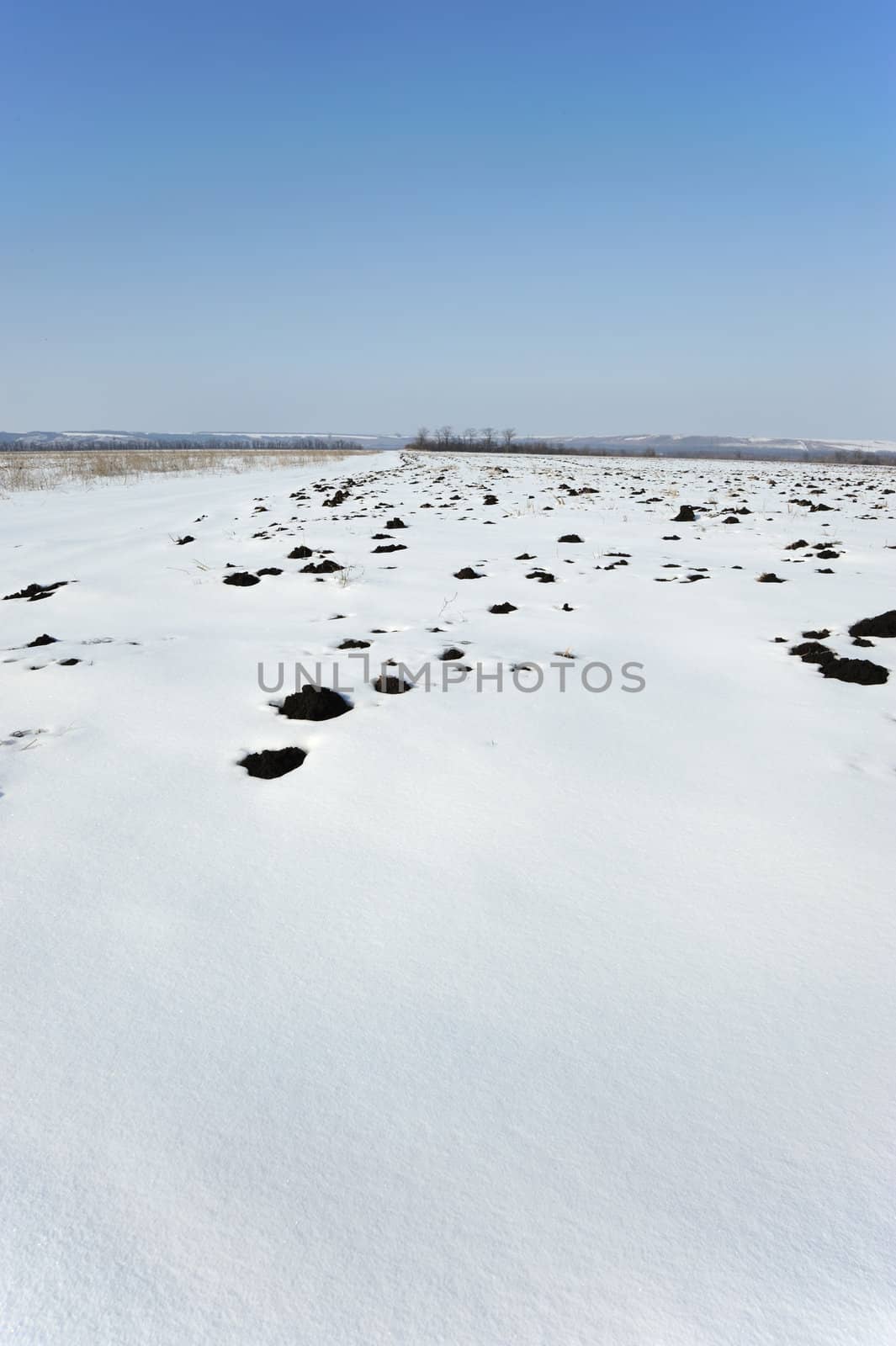 Winter field. A meadow covered by a snow. The East Europe