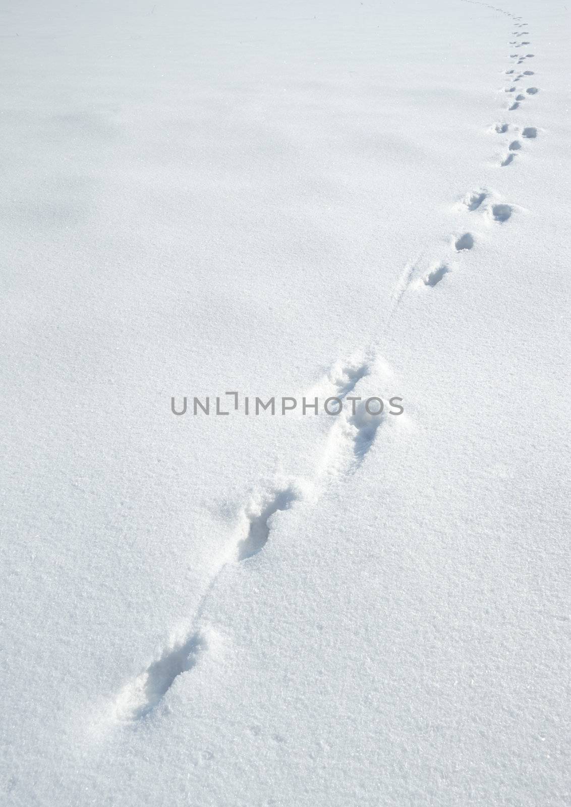 Traces of a hare on a snow. A print of paws on a winter floor