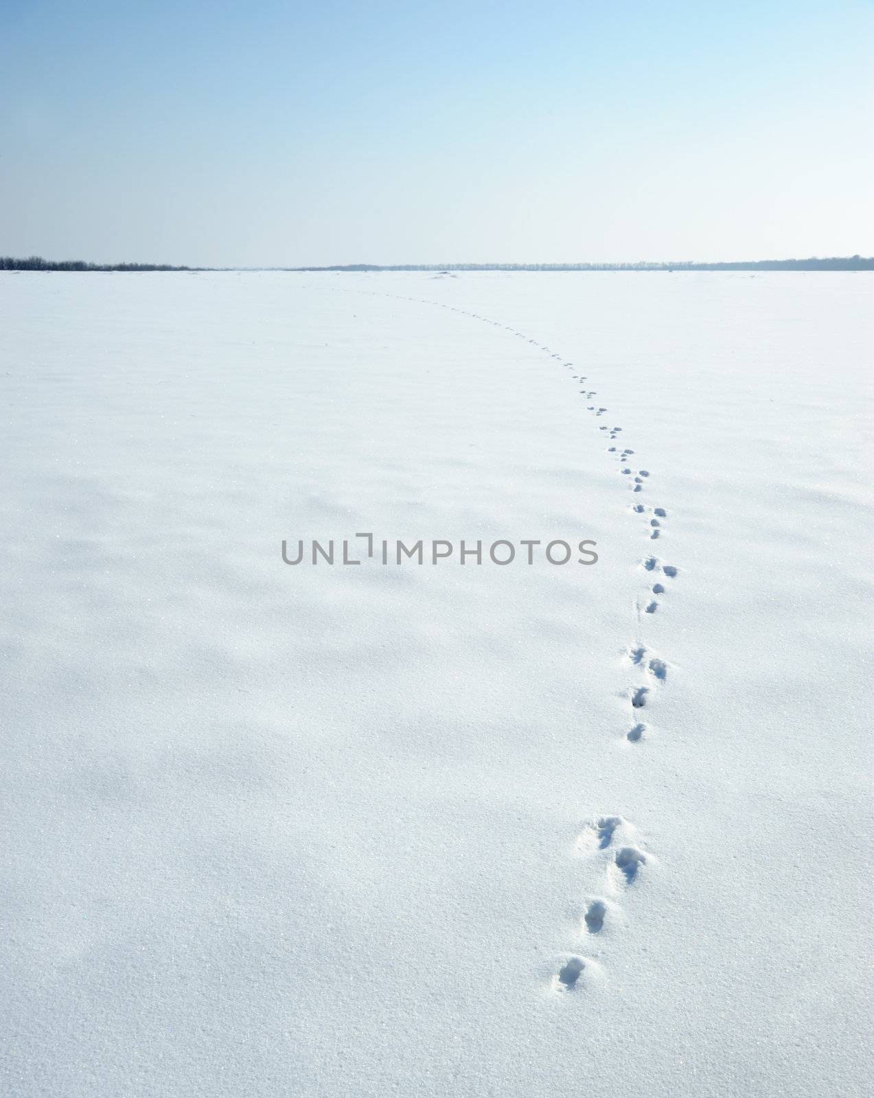 Traces of a hare on a snow. A print of paws on a winter floor