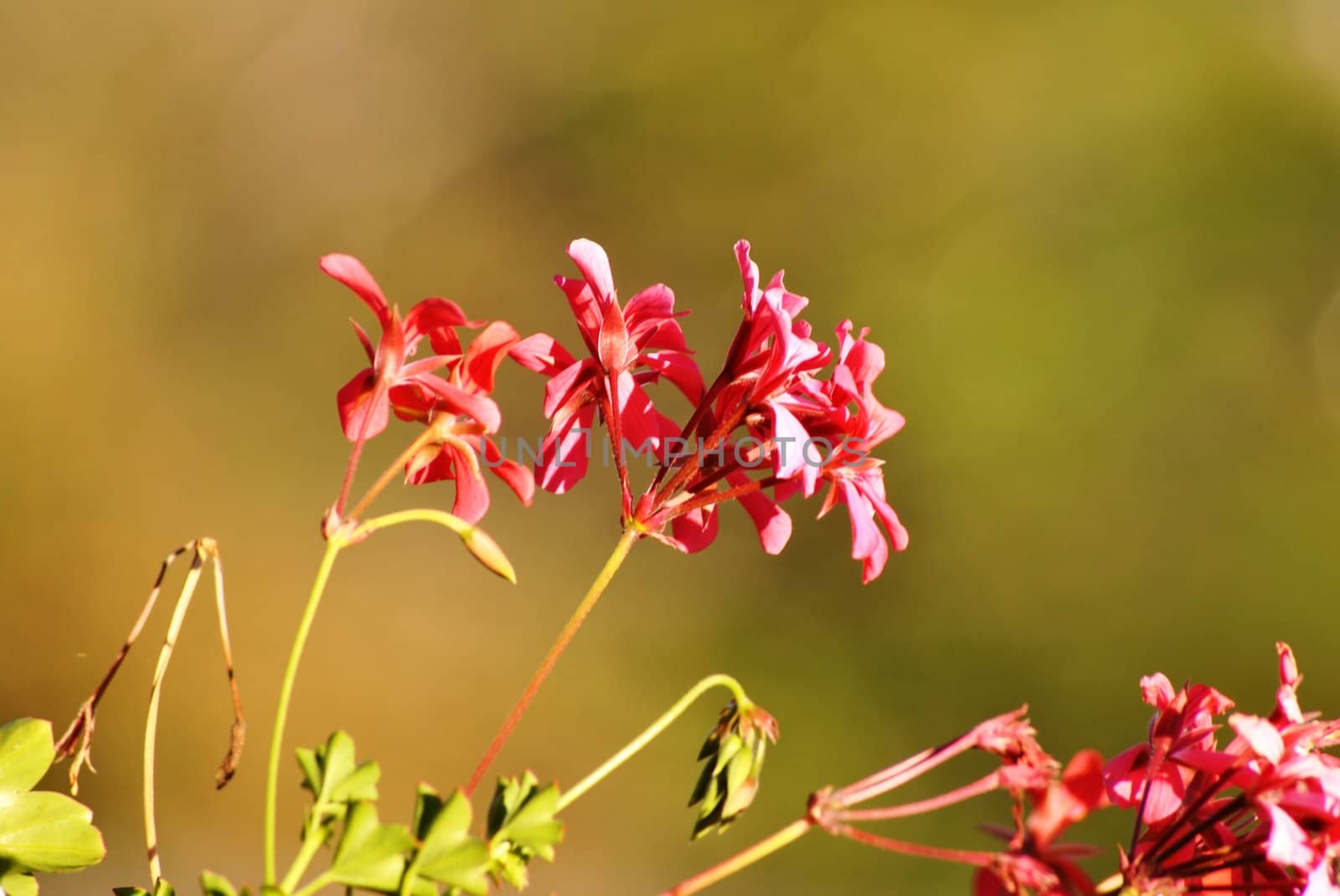 a macro shoot of a geranium