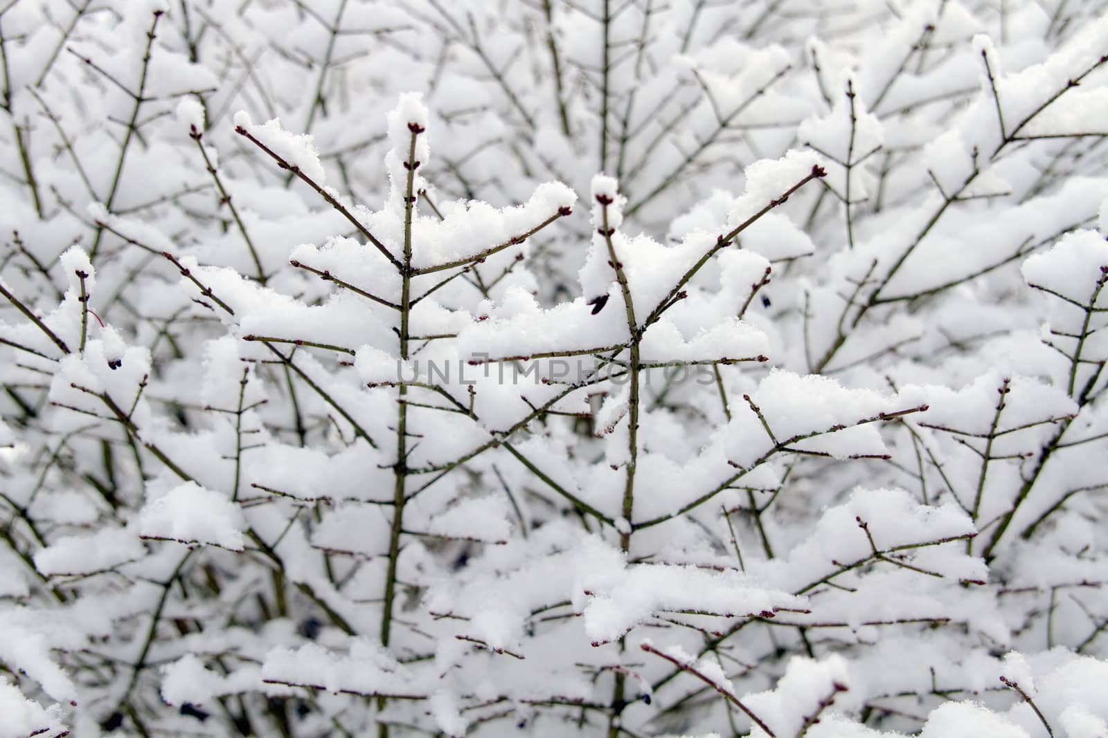 Winter Snow on Plant by Davidgn