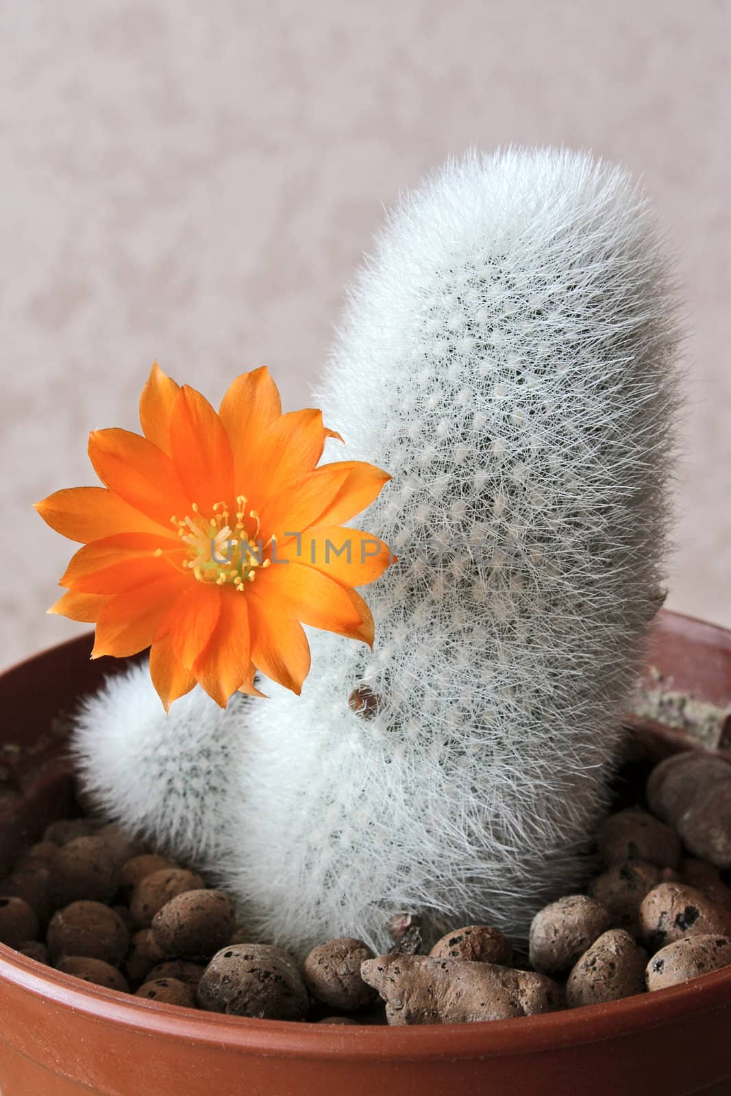 Blooming cactus on dark background (Aylostera).Image with shallow depth of field.