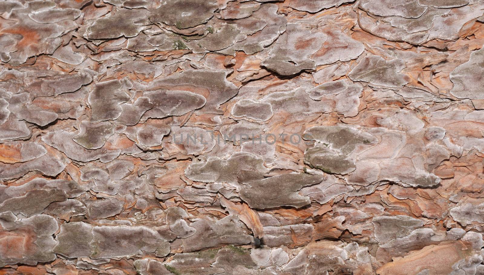 Bark of a tree. Background from a blanket of an evergreen tree - a pine