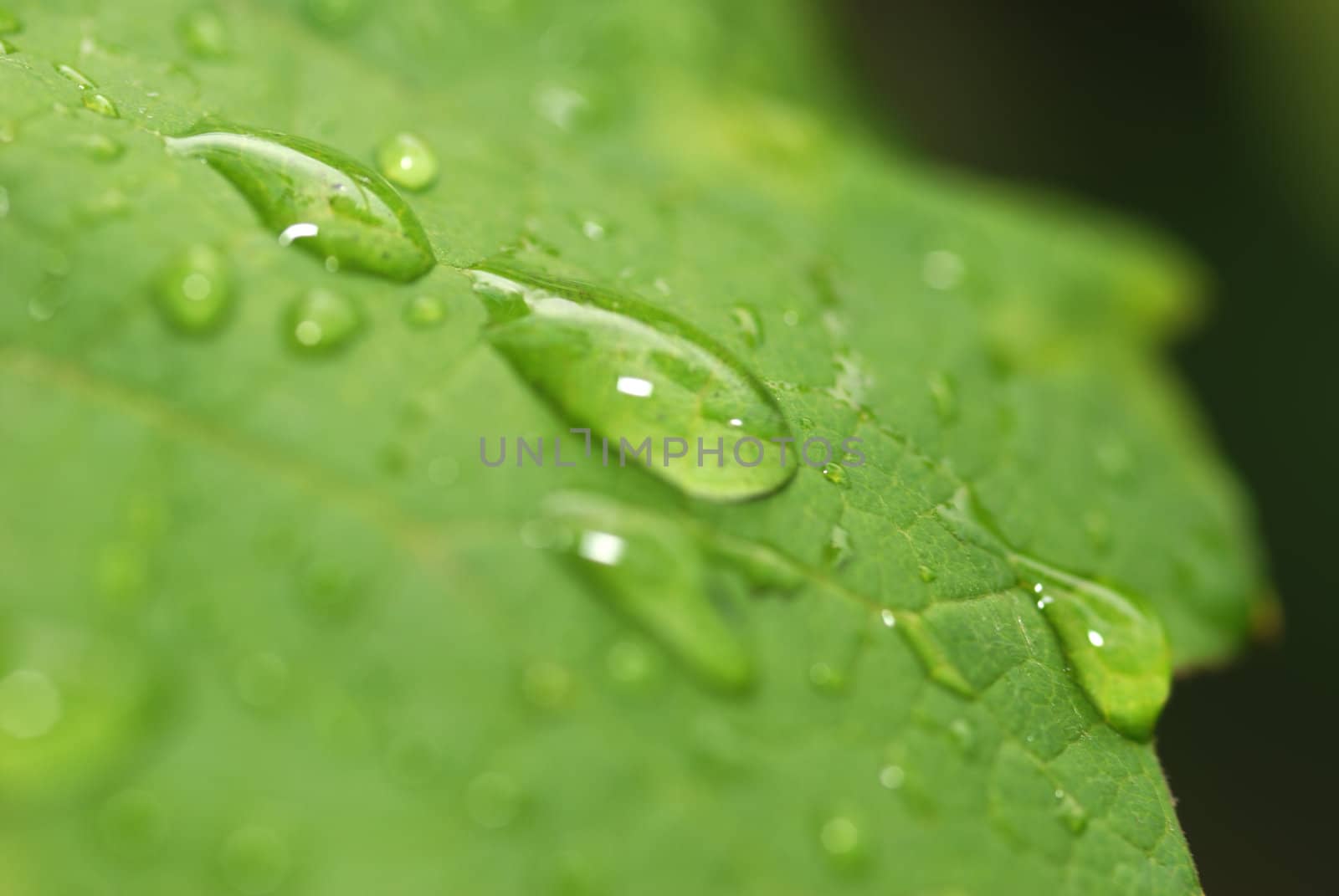 Drops on a leaf. Morning dew on green vegetation