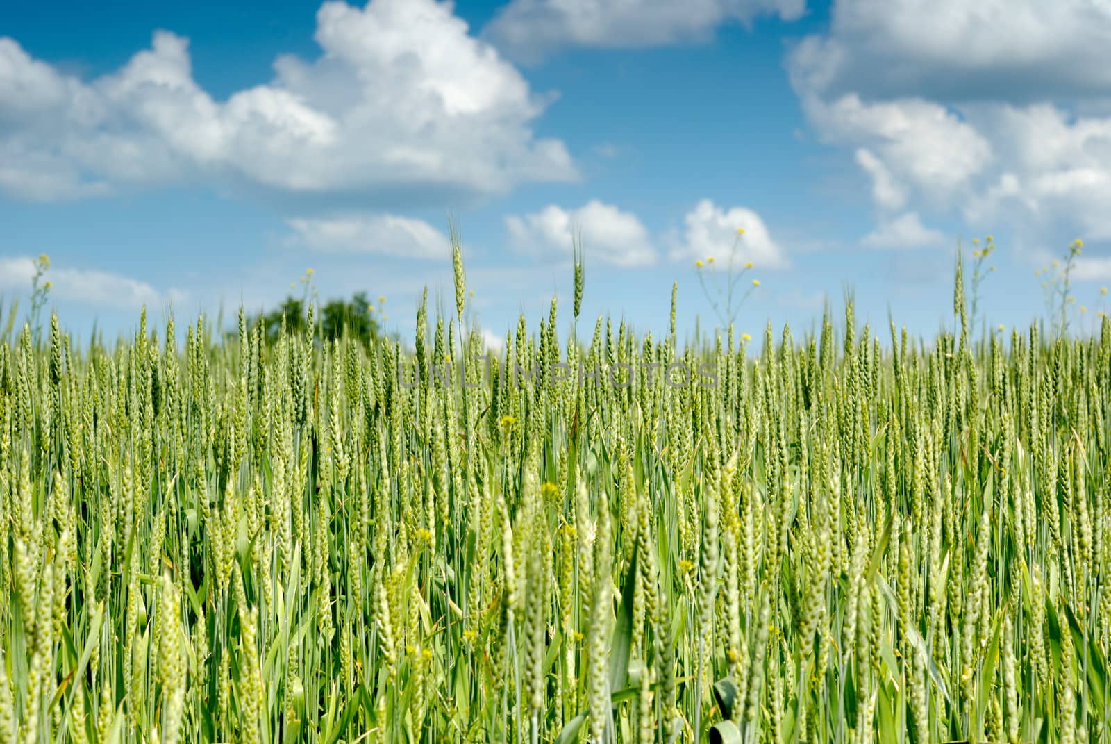 Grass. Green vegetation on a background of the sky with clouds