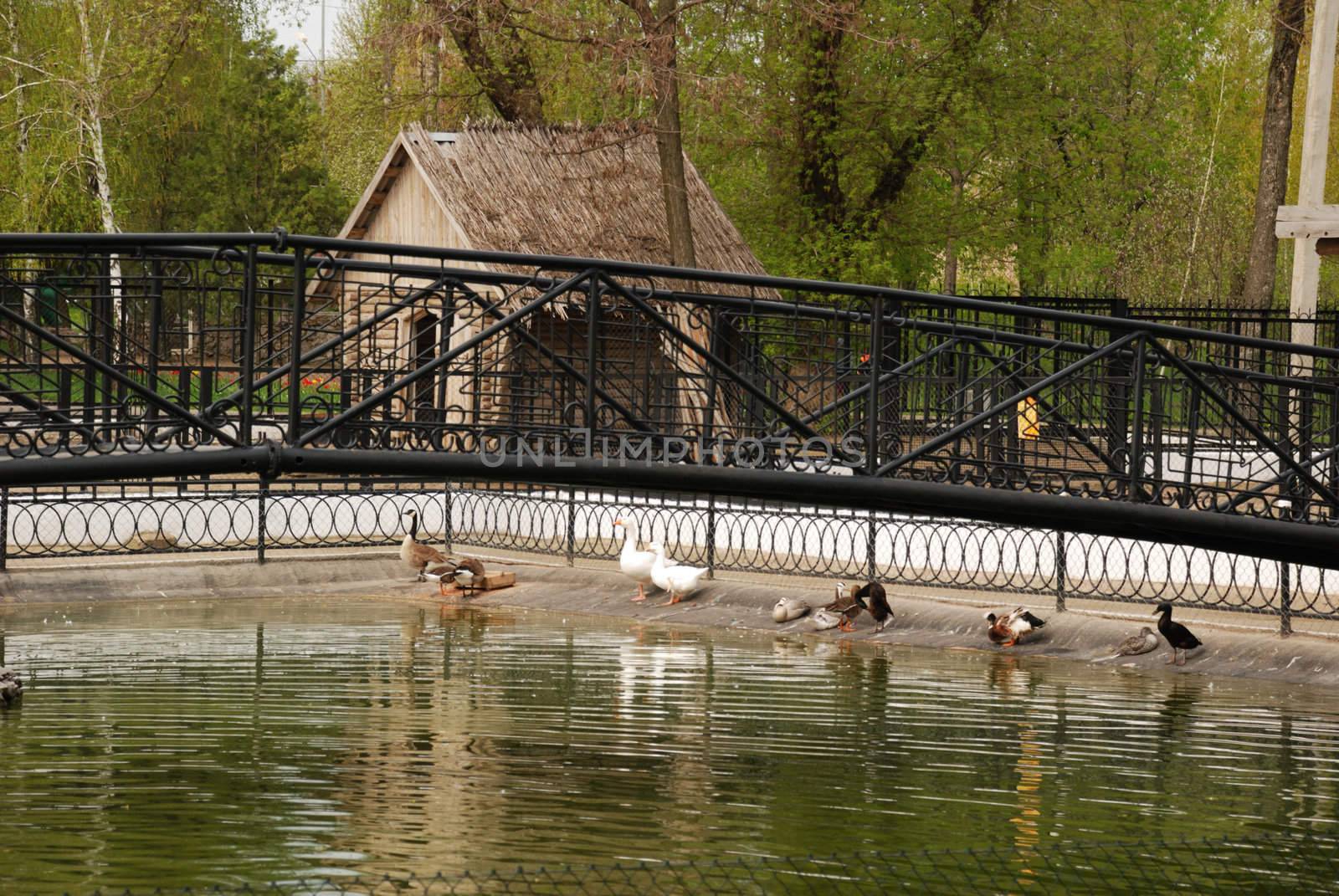 The bridge through a reservoir. Park with animals and ancient exterior