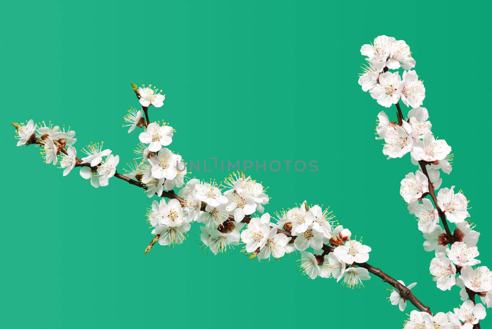 Blossoming branch of a tree. A fruit tree - an apricot, blooming in the early spring