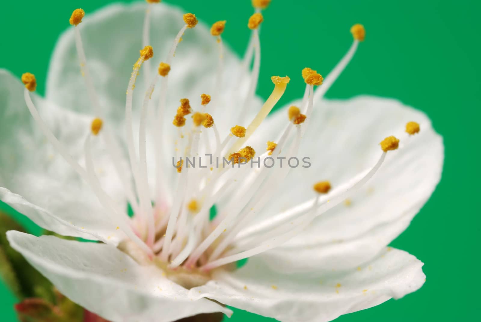 Blossoming branch of a tree. A fruit tree - an apricot, blooming in the early spring