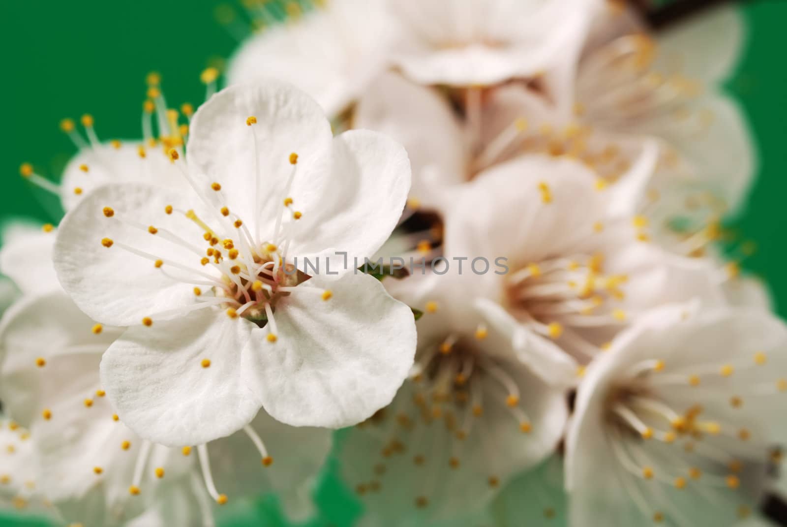 Blossoming branch of a tree. A fruit tree - an apricot, blooming in the early spring