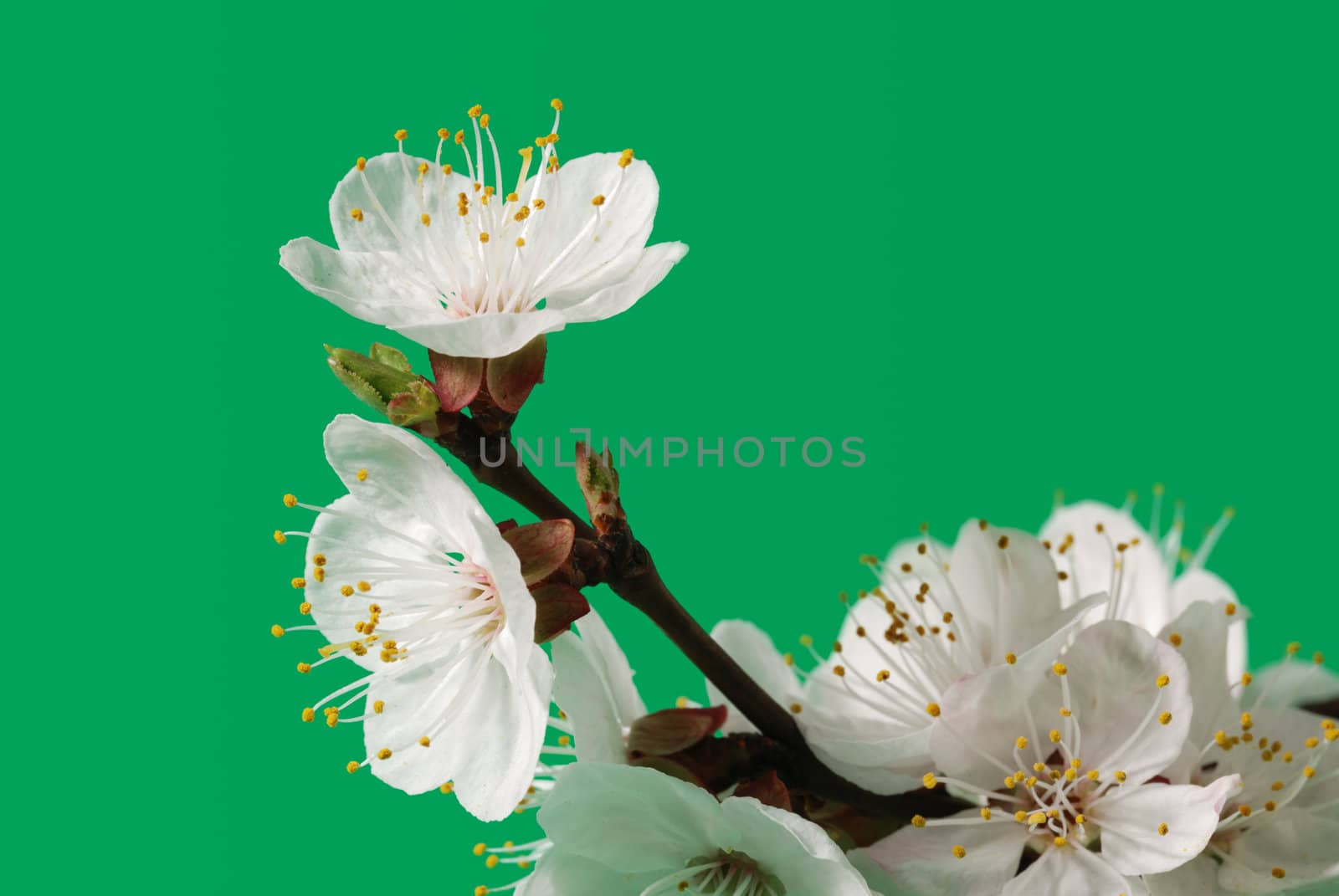 Blossoming branch of a tree. A fruit tree - an apricot, blooming in the early spring