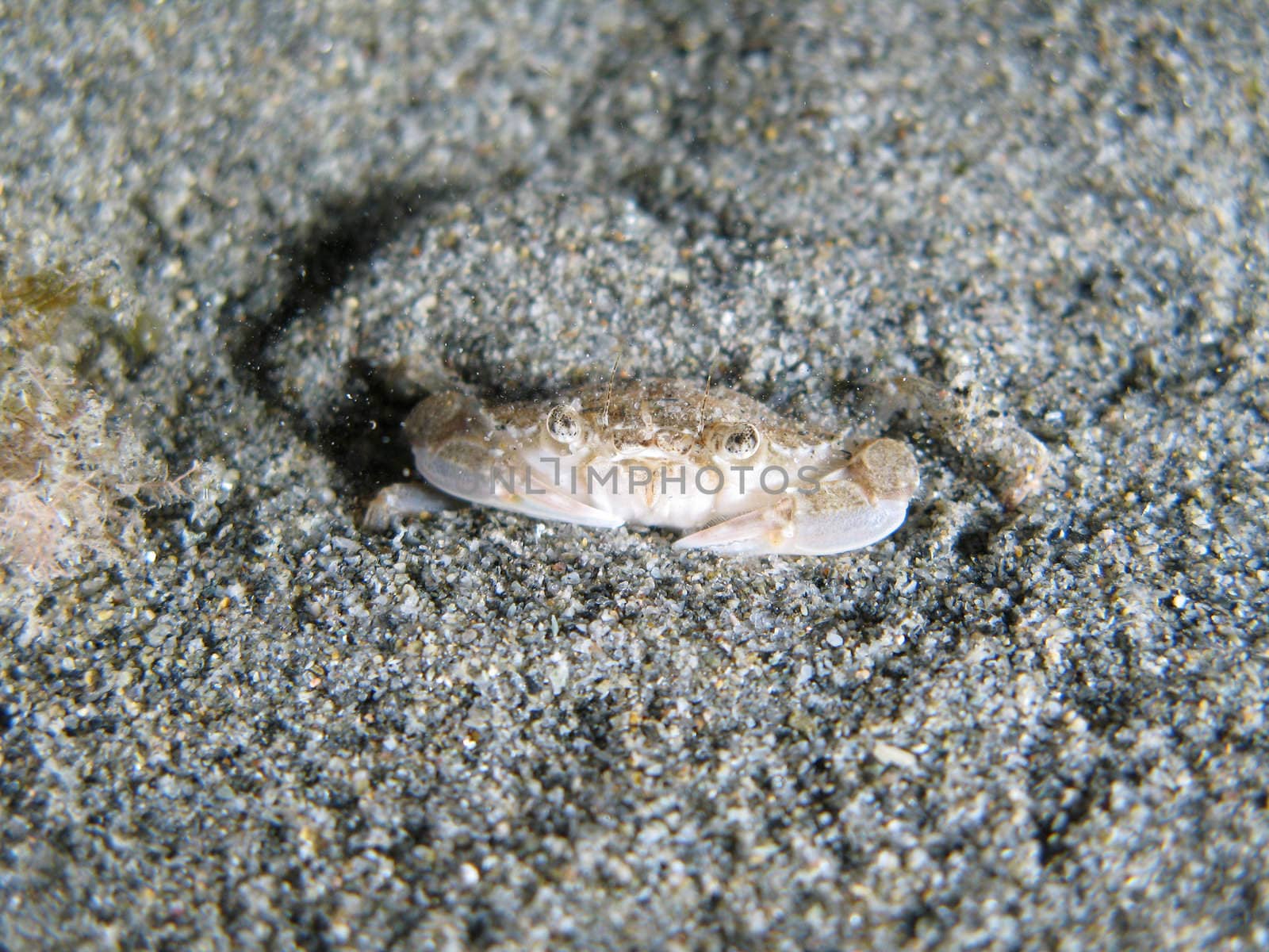 Crab going to hide himself under the sand.