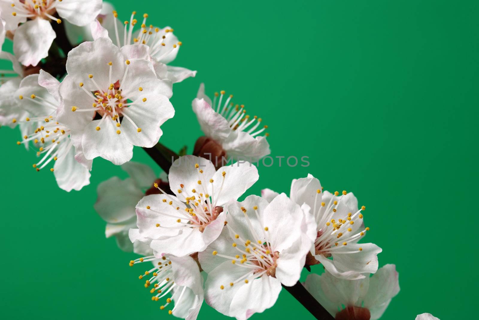 Blossoming branch of a tree. A fruit tree - an apricot, blooming in the early spring