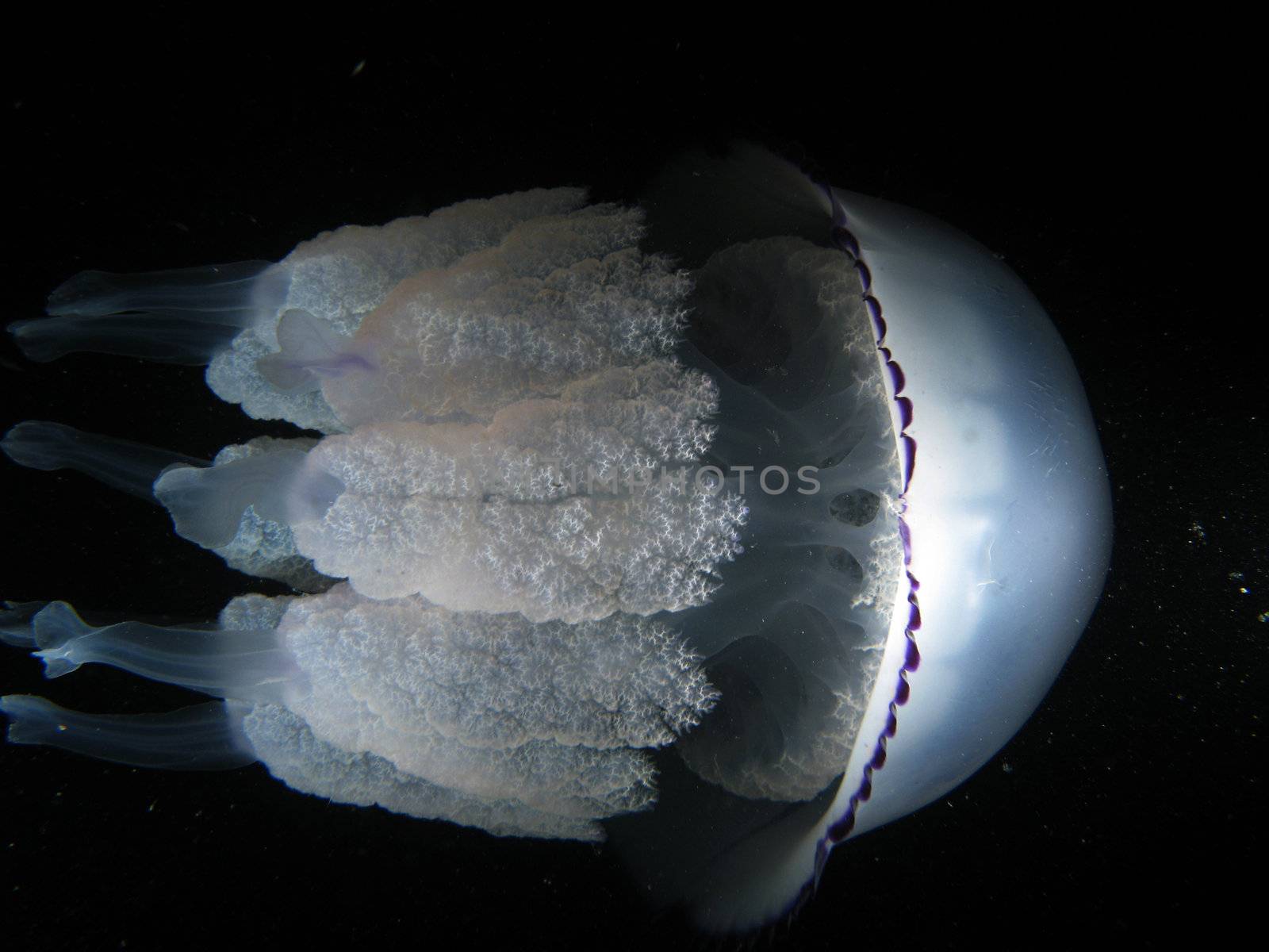 "Rhizostoma Pulmo" Jellyfish. Shotted in the wild, nighttime.