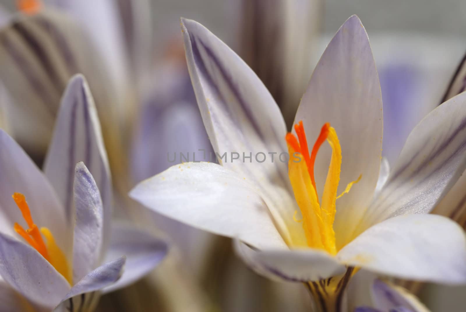 Snowdrop. The first spring flower. A photo close up