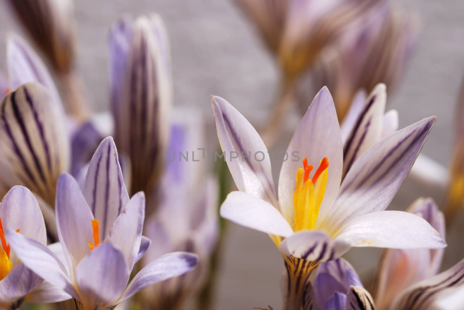 Snowdrop. The first spring flower. A photo close up