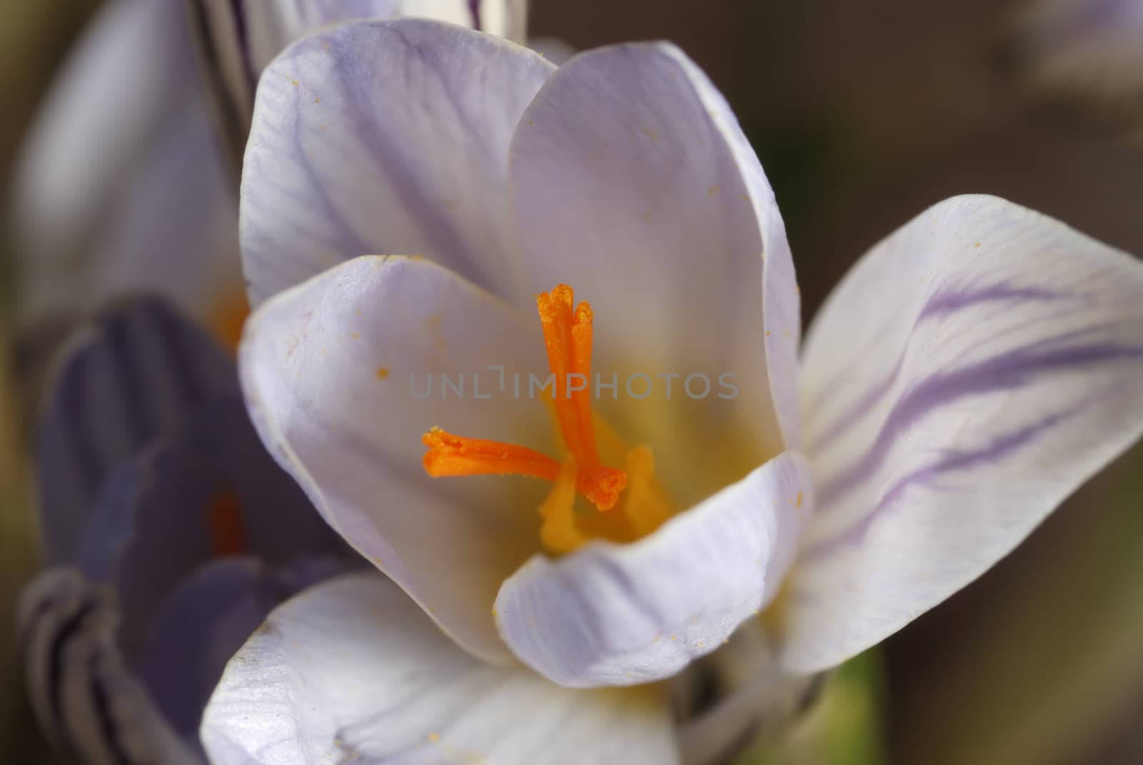 Snowdrop. The first spring flower. A photo close up