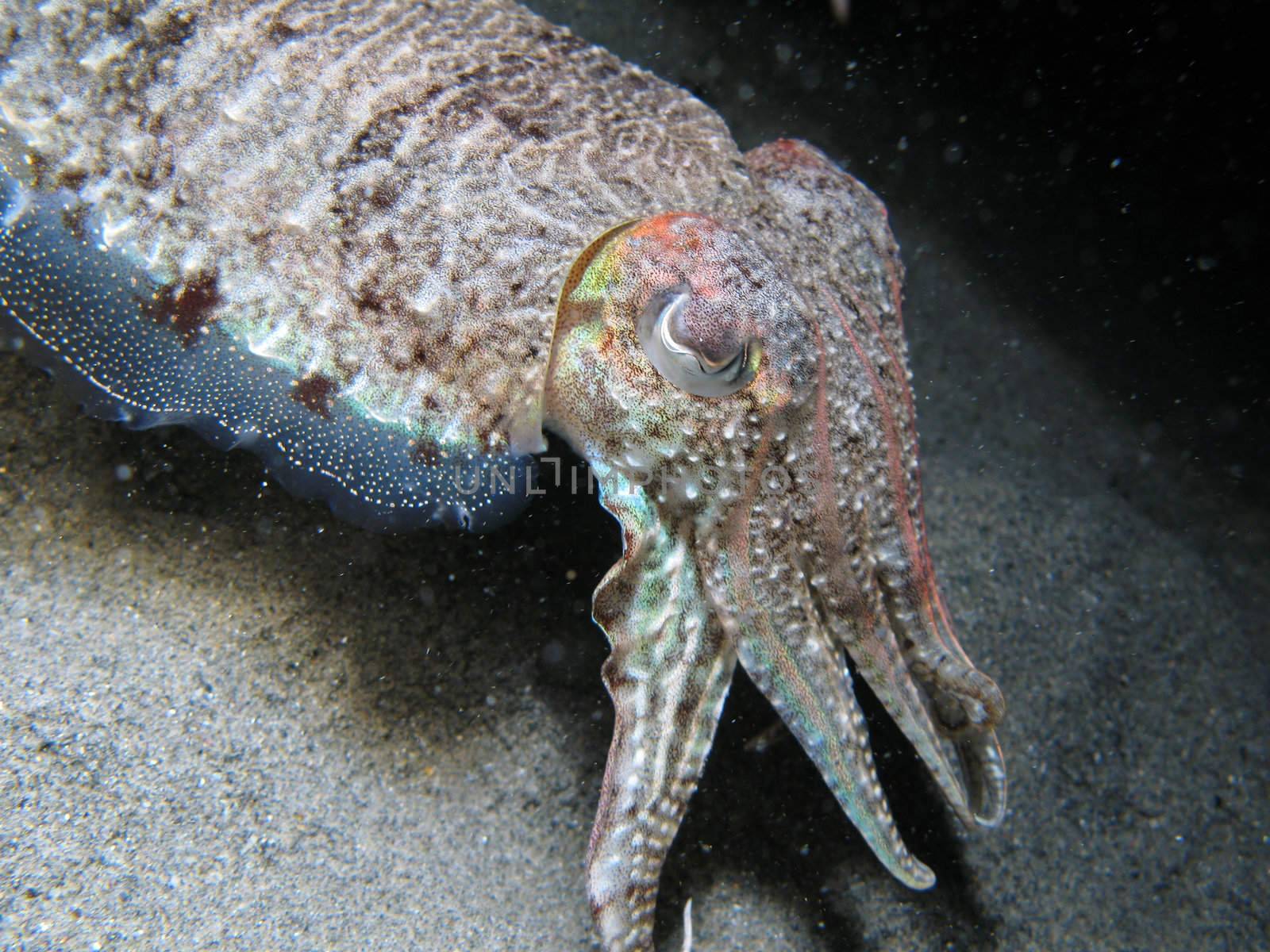 Cuttlefish by PlanctonVideo