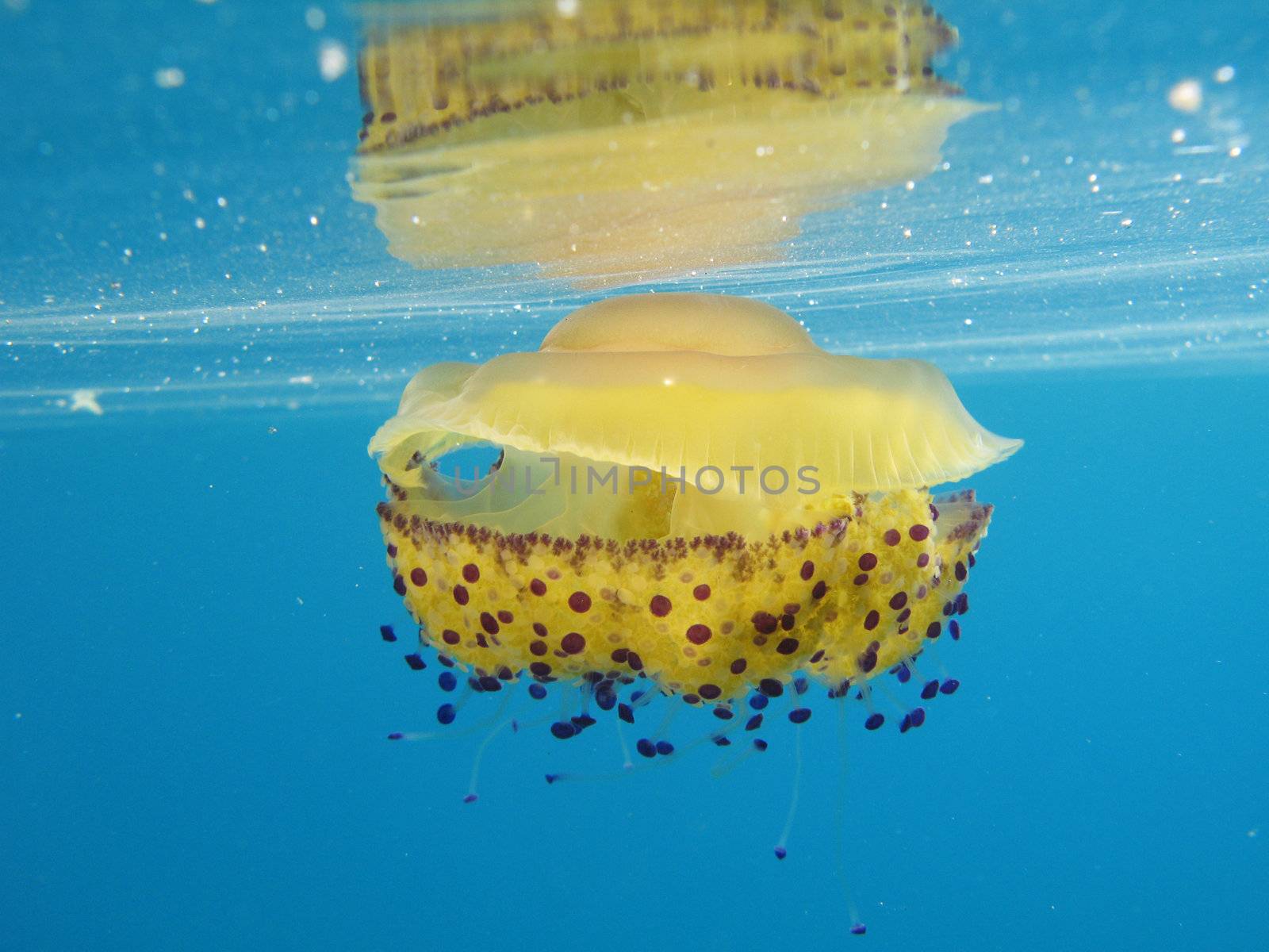 Cassiopea Jellyfish on the sea surface.