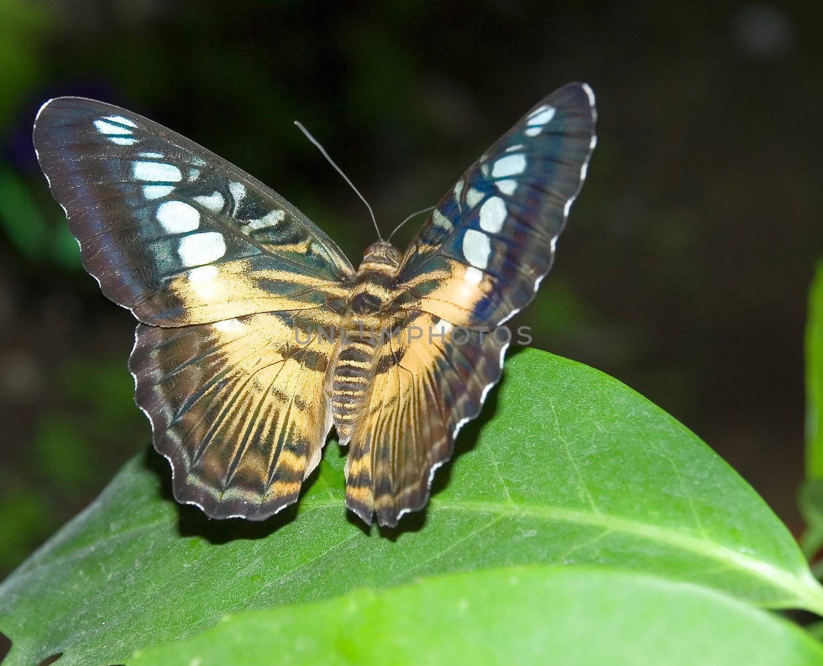 The butterfly (the tropical butterfly photographed close up with high detailed elaboration)