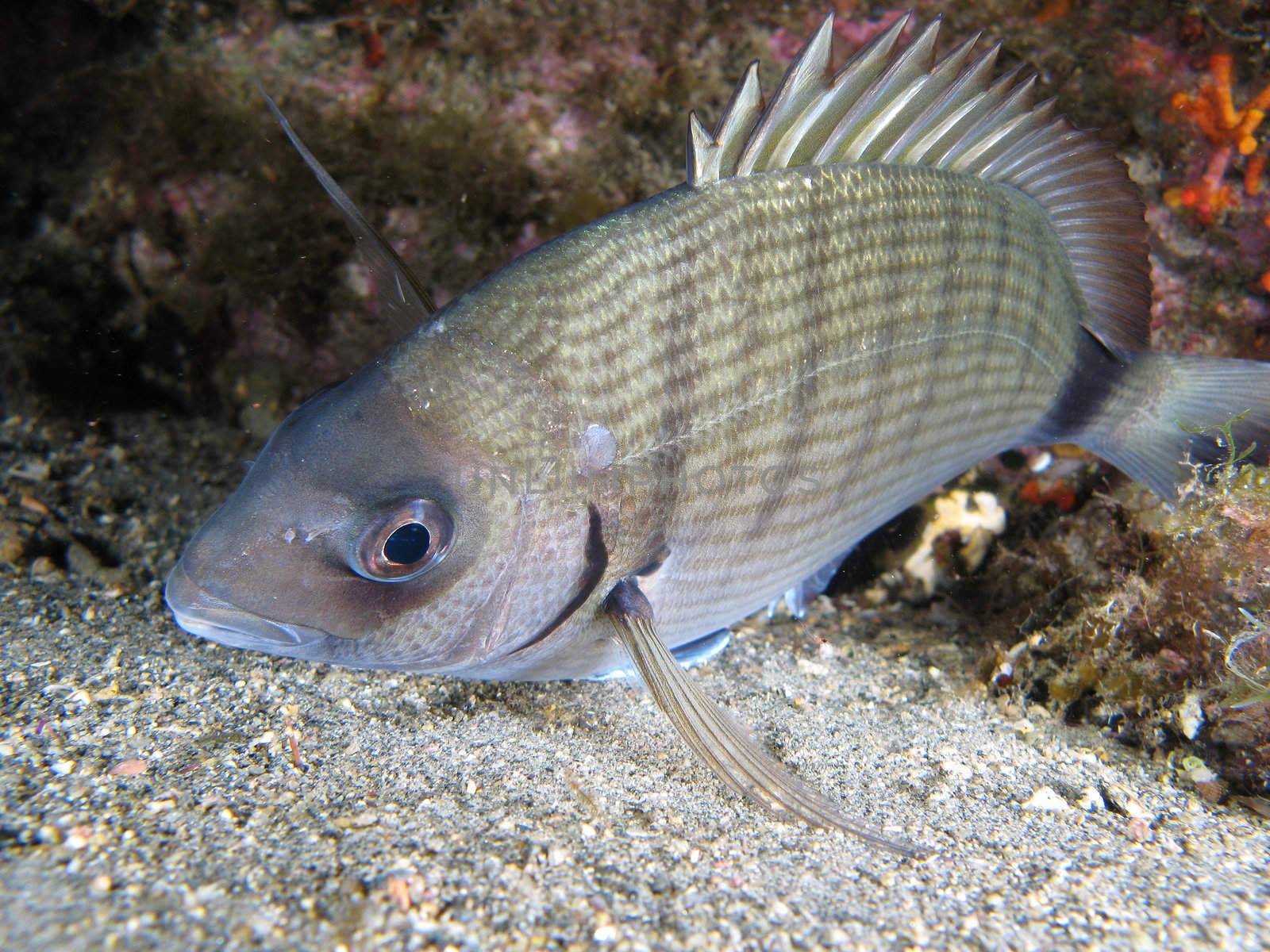"Diplodus Sargus" fish shotted in the wild, nighttime.