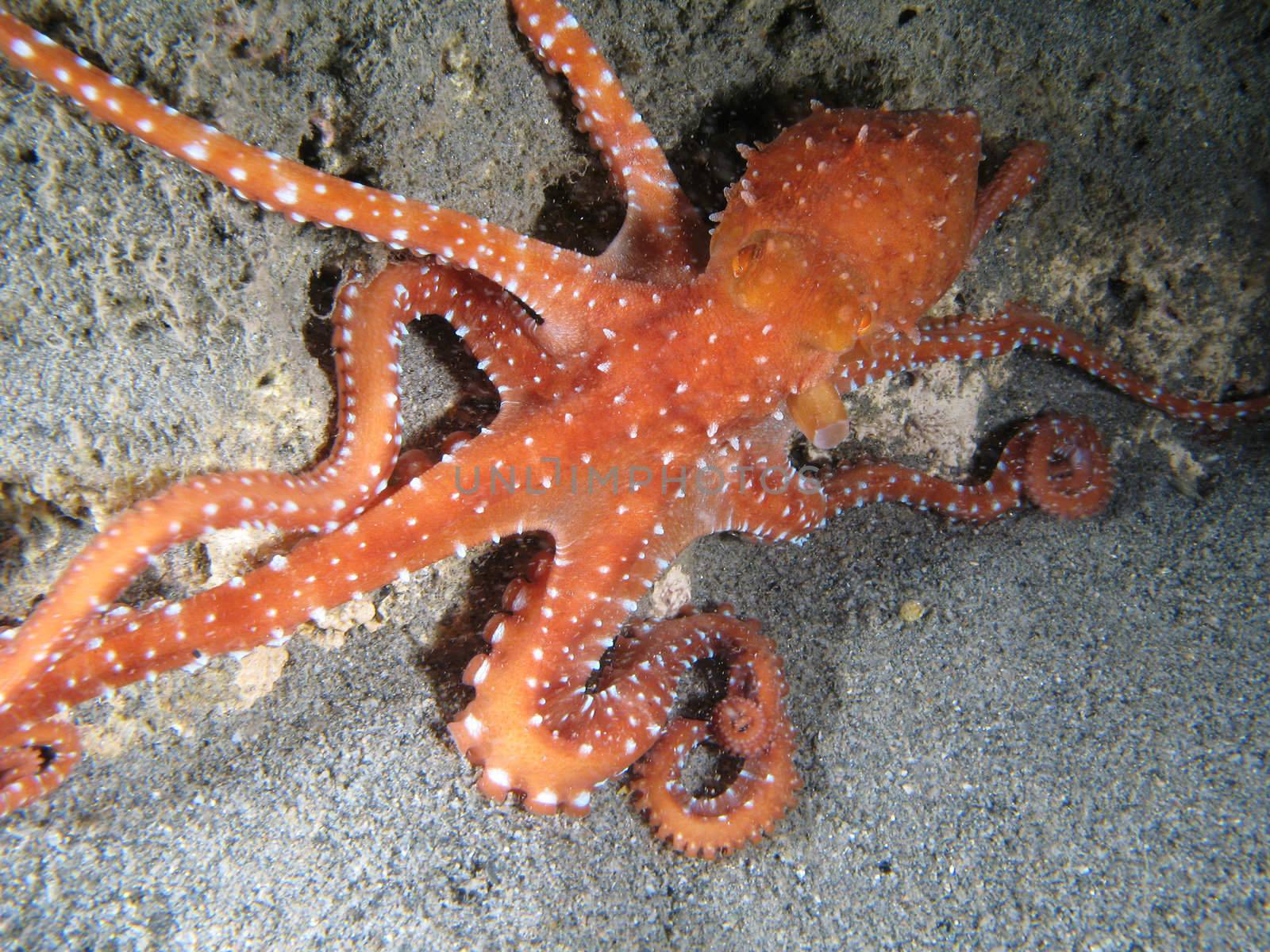 "Octopus Macropus" shotted in the wild, nighttime.