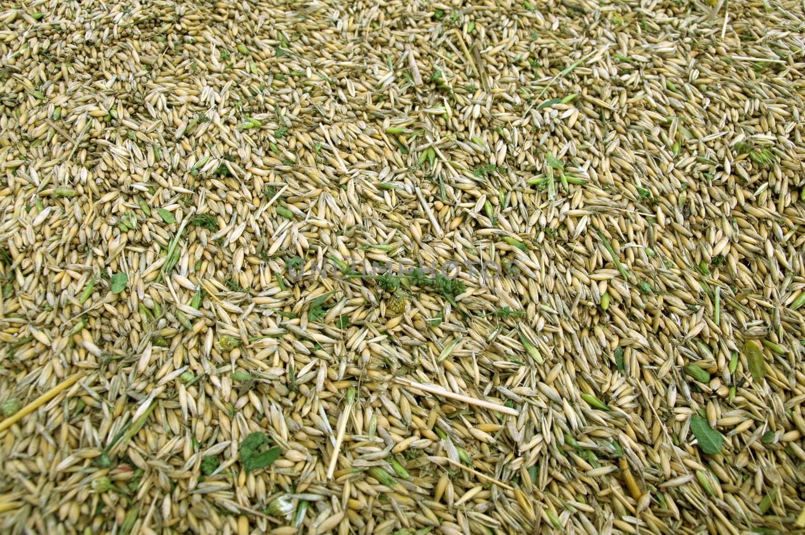 A pile of unhulled grains.   Rich harvest.