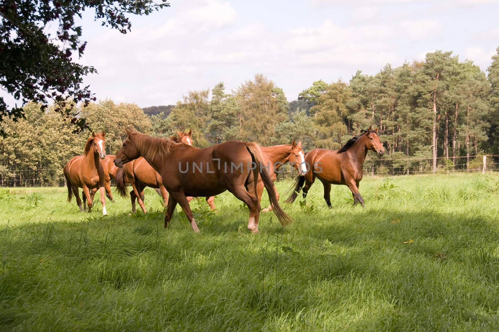 Horse runs across the meadow. Hanoverian breed.