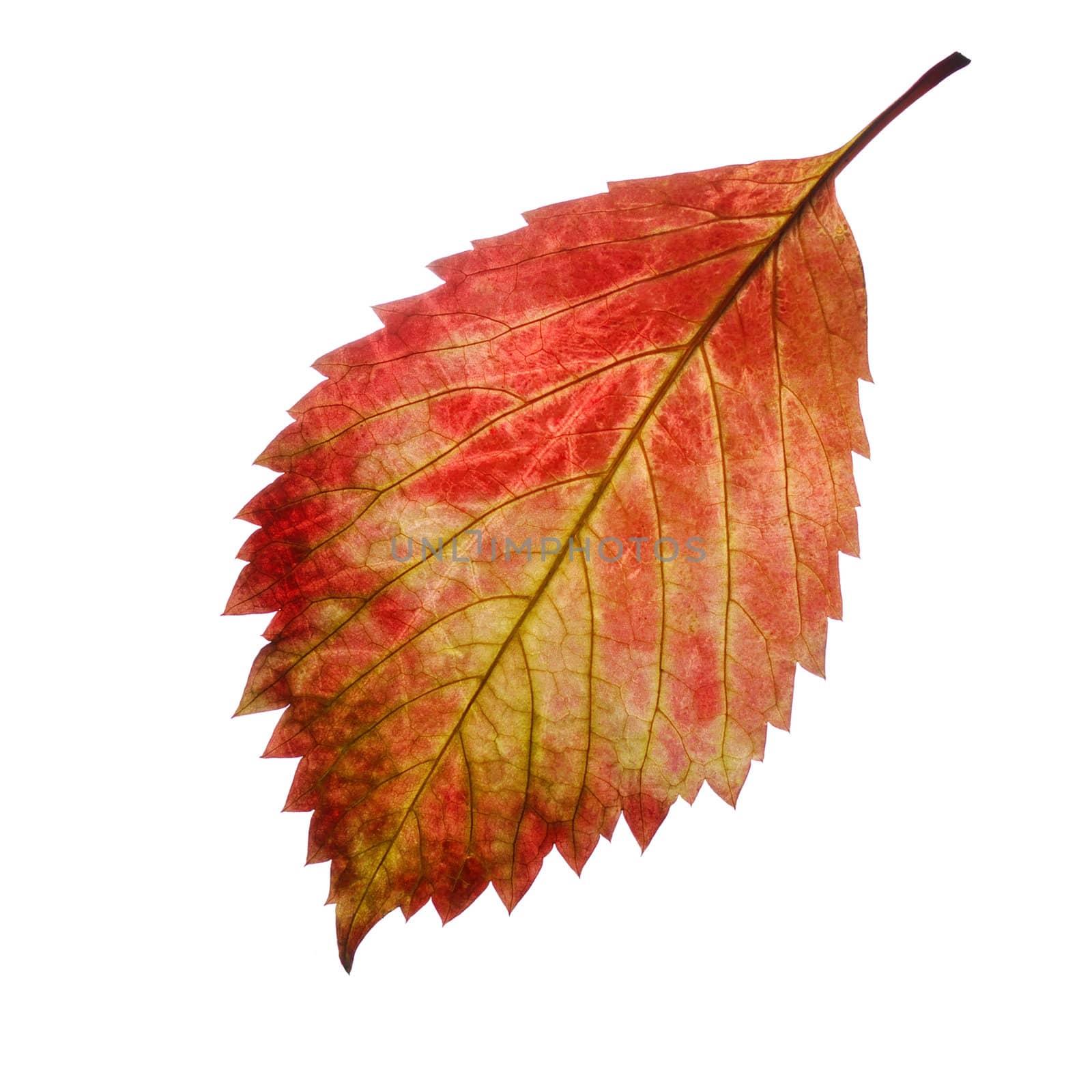 Red autumn leaf. It is isolated on a white background.