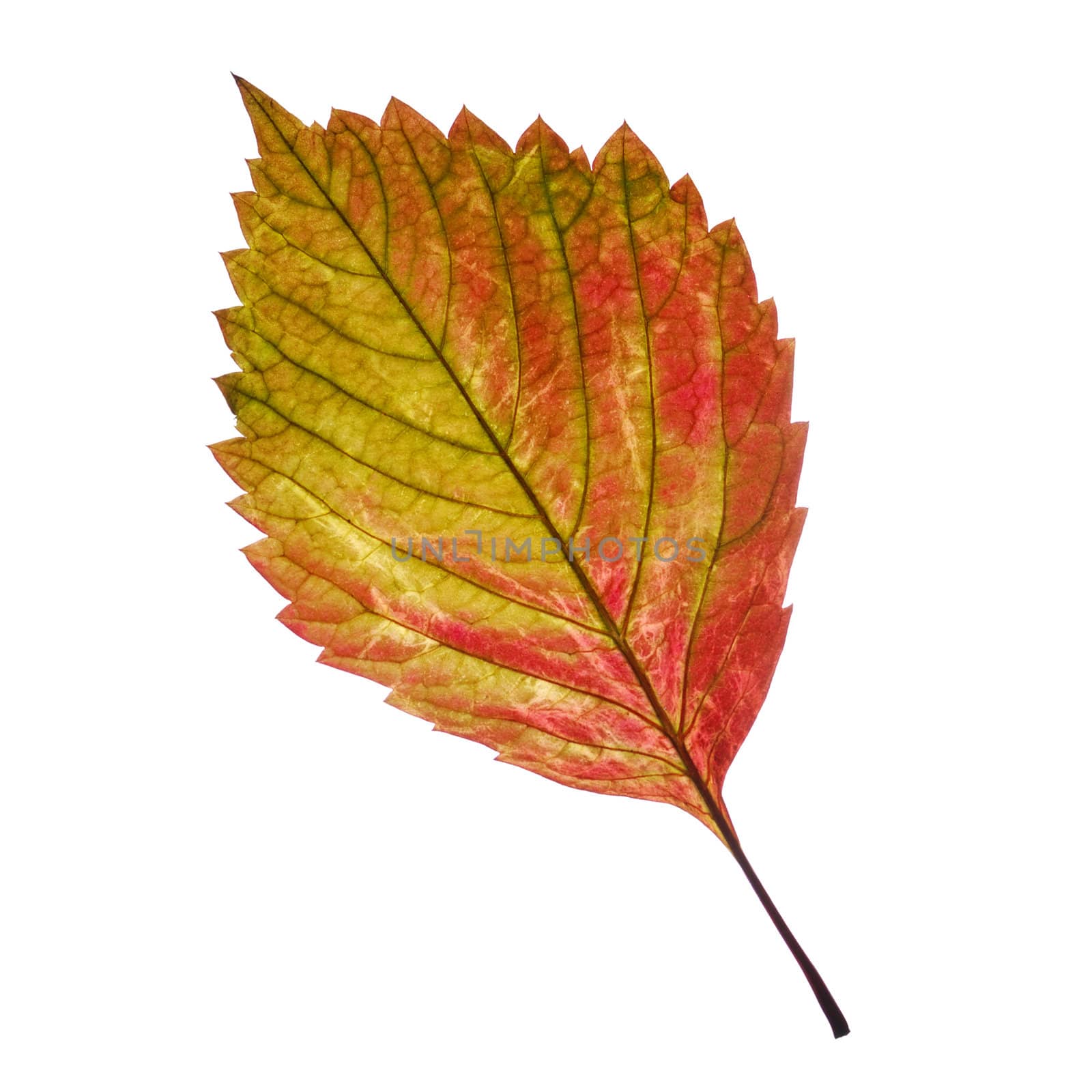 one leaf. It is isolated on a white background.