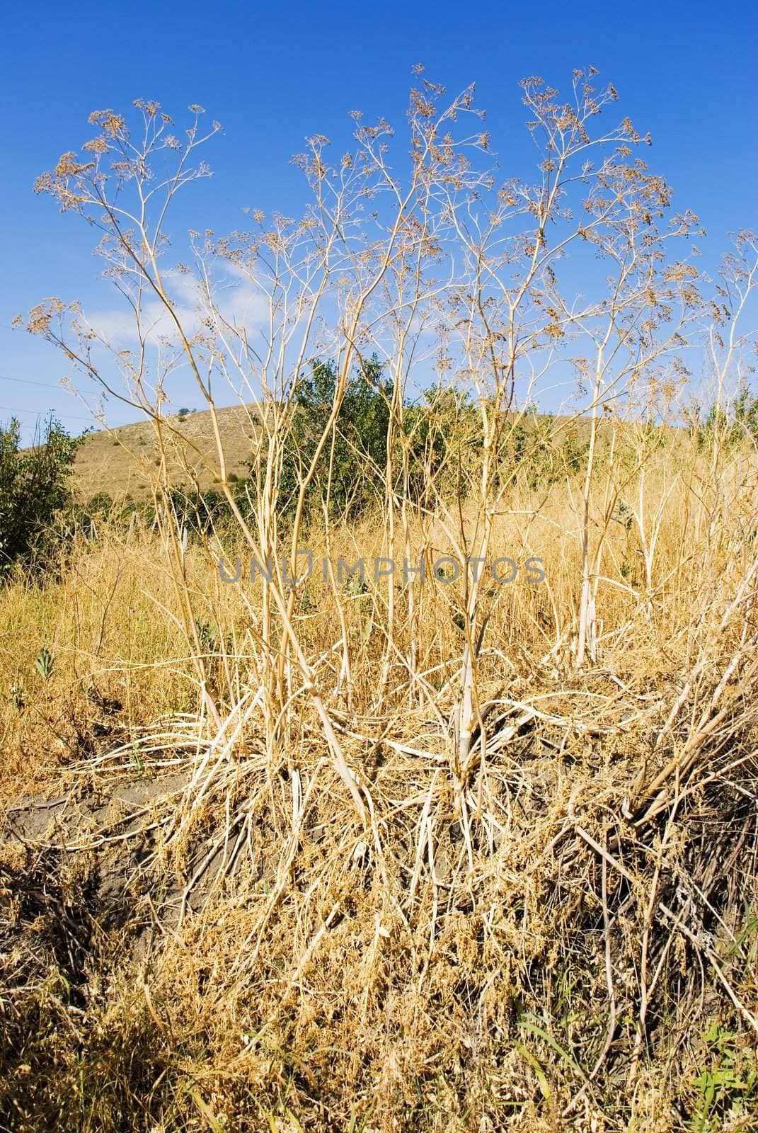Dry grass. Thrickets of a dry grass in very hot summer 