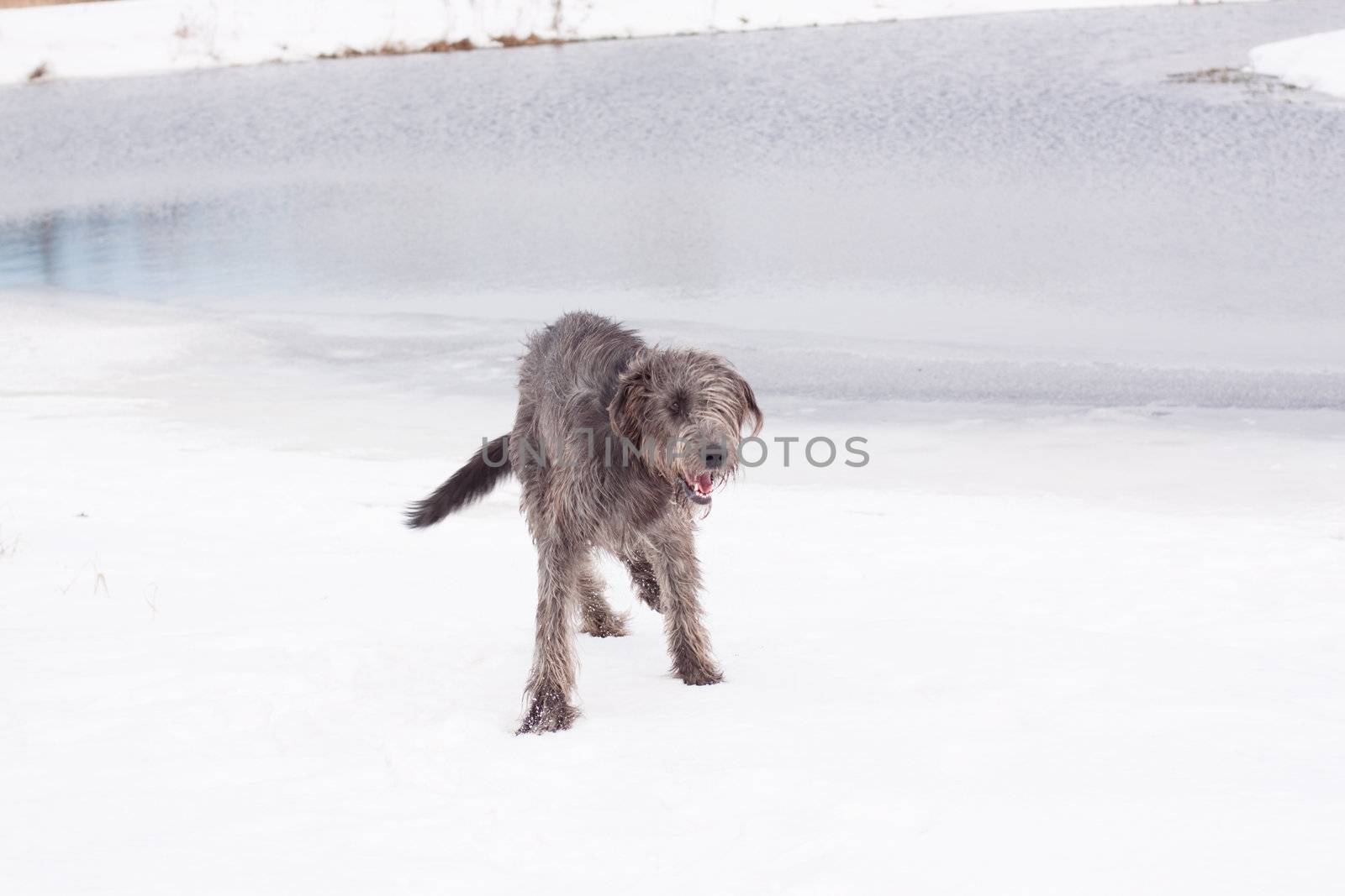 An irish wolfhound walking on a snow-covered field
