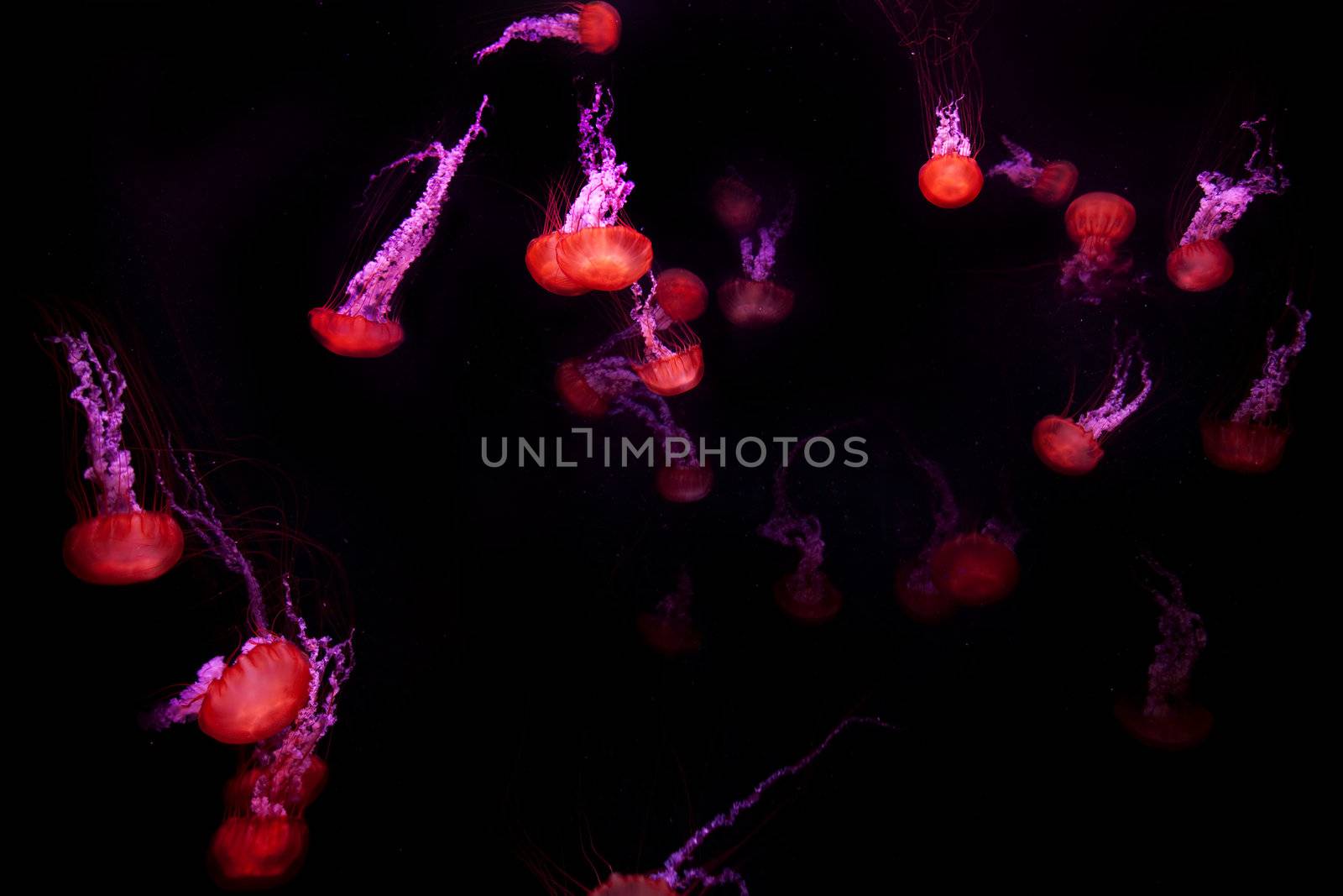 Chrysaora fuscescens. Red jellyfish on black background
