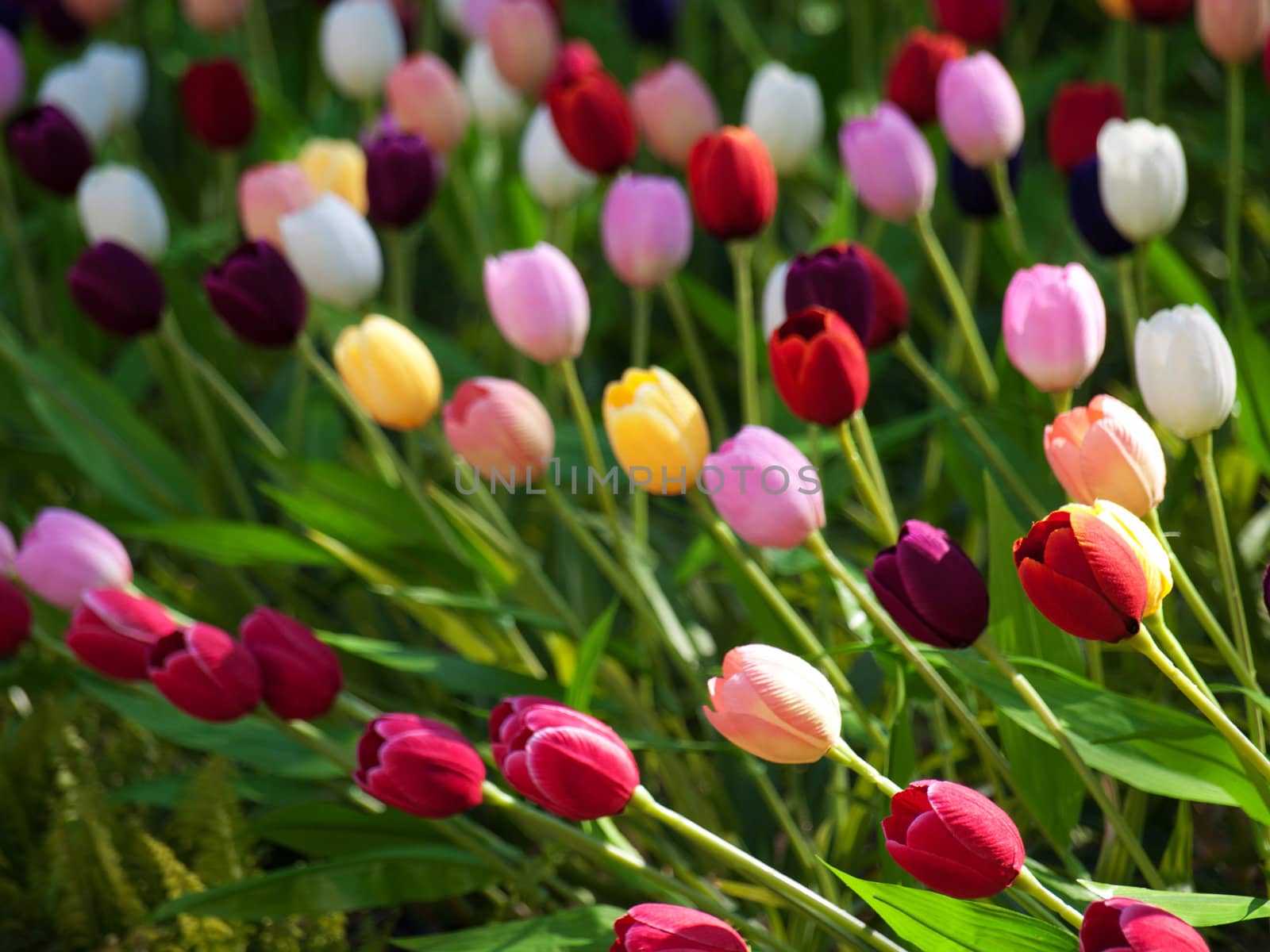 Beautiful field of  multicolored tulips in Netherlands