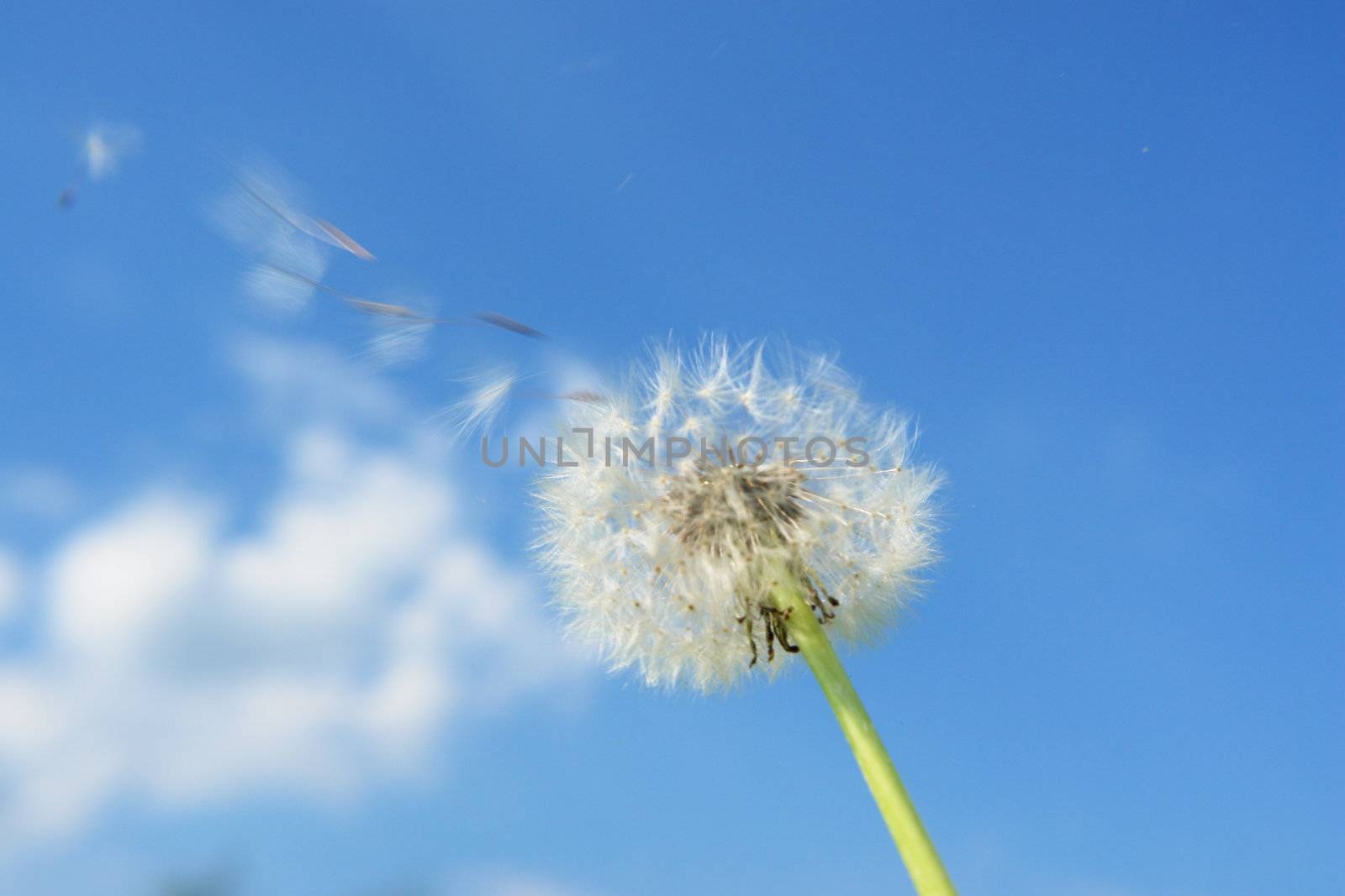 blowball dandelion clock at springtime in the wind