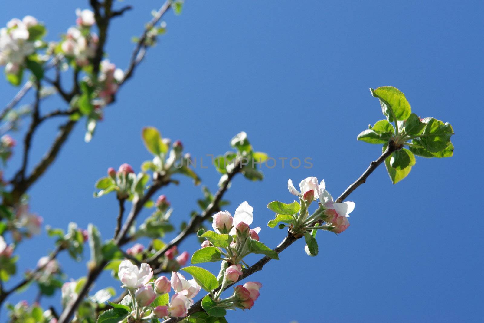 apple blossom by yucas