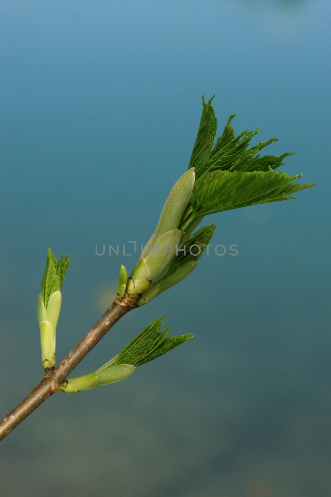 a sprout at spring time on a sunny day