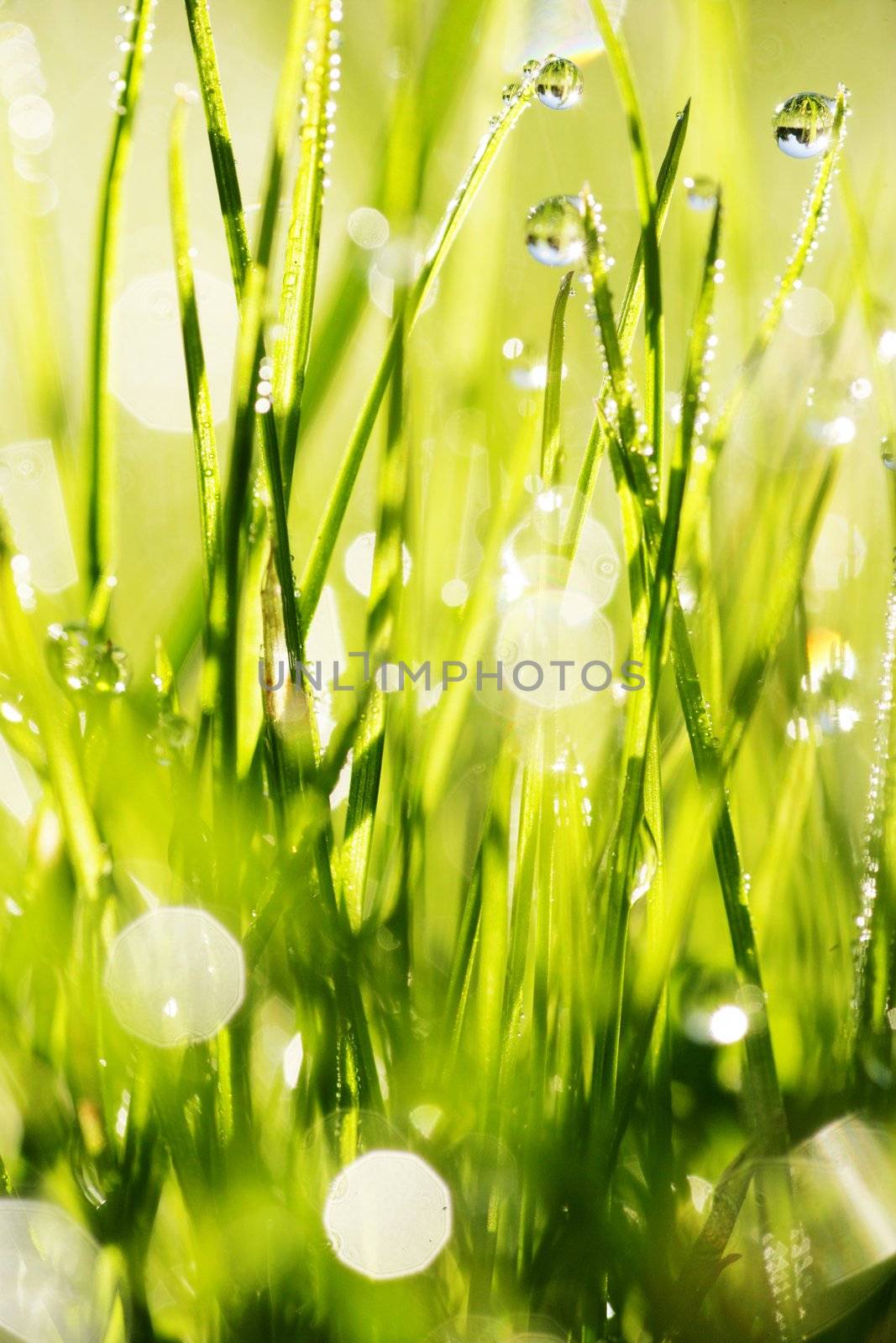 close-up of grass with dewdros, very shallow focus............