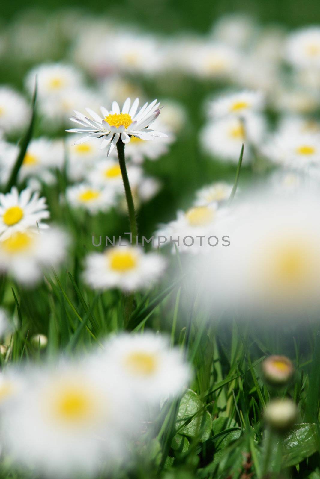Daisies in the meadow at spring time