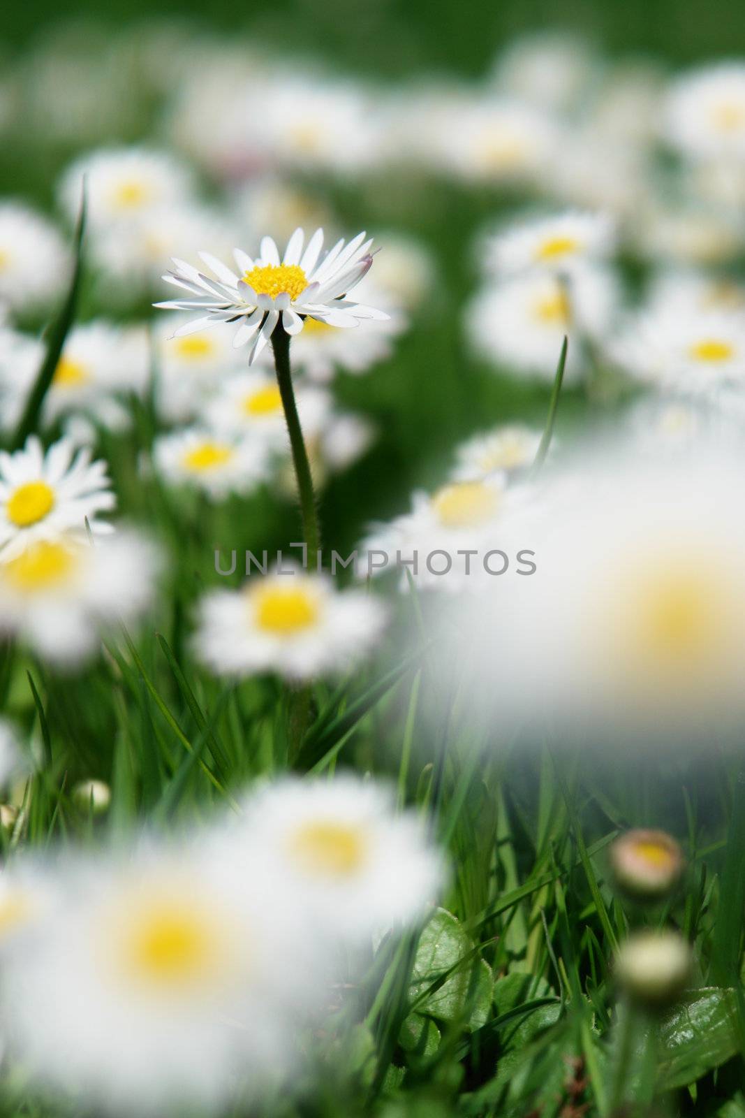 daisies by yucas