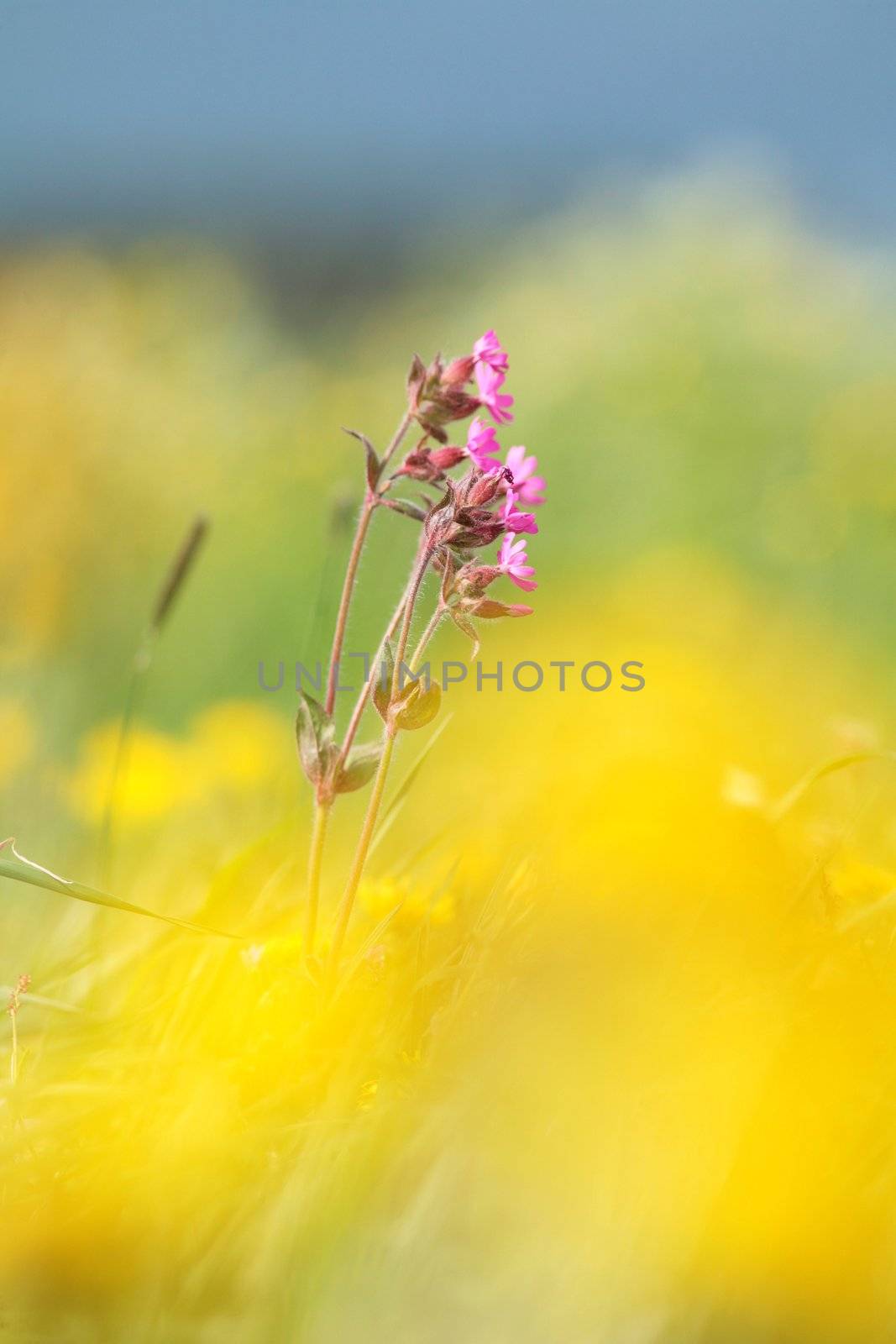 spring flowers in a field VERY SHALLOW DOF!...........