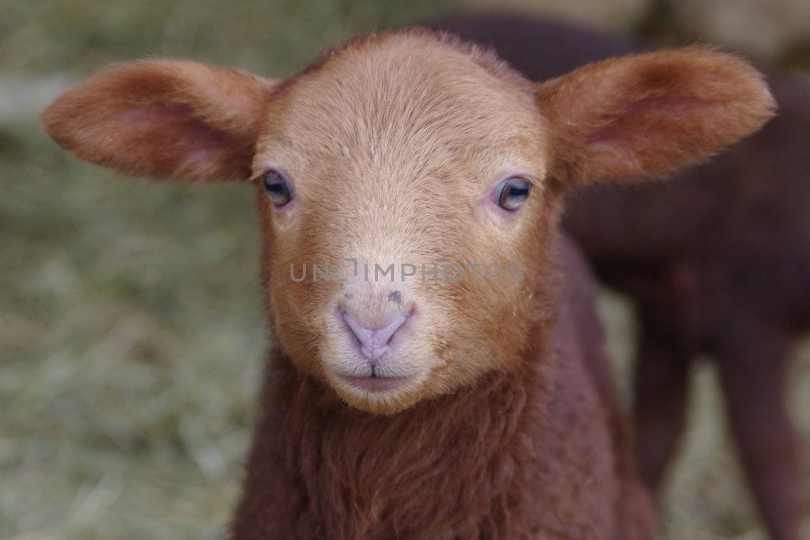 Lamb easter by yucas