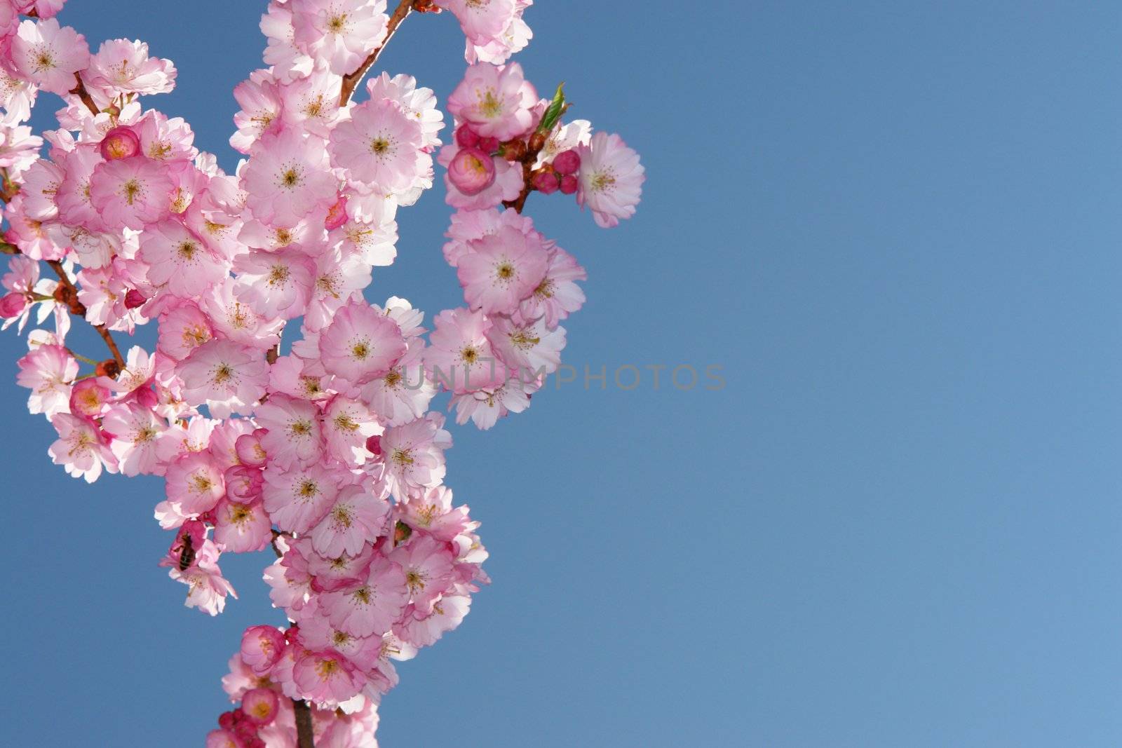 pinktree by yucas