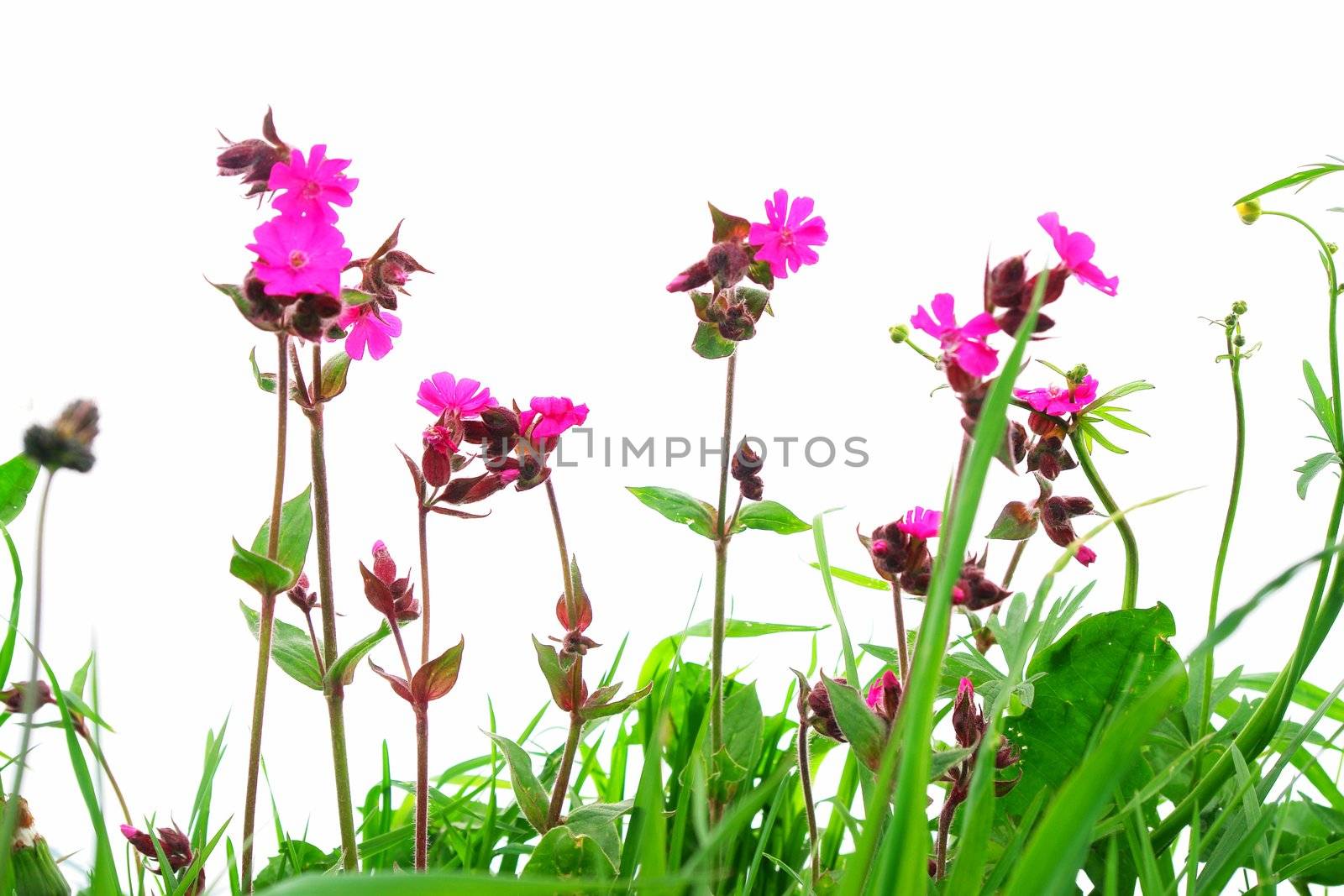 Flower Field by yucas